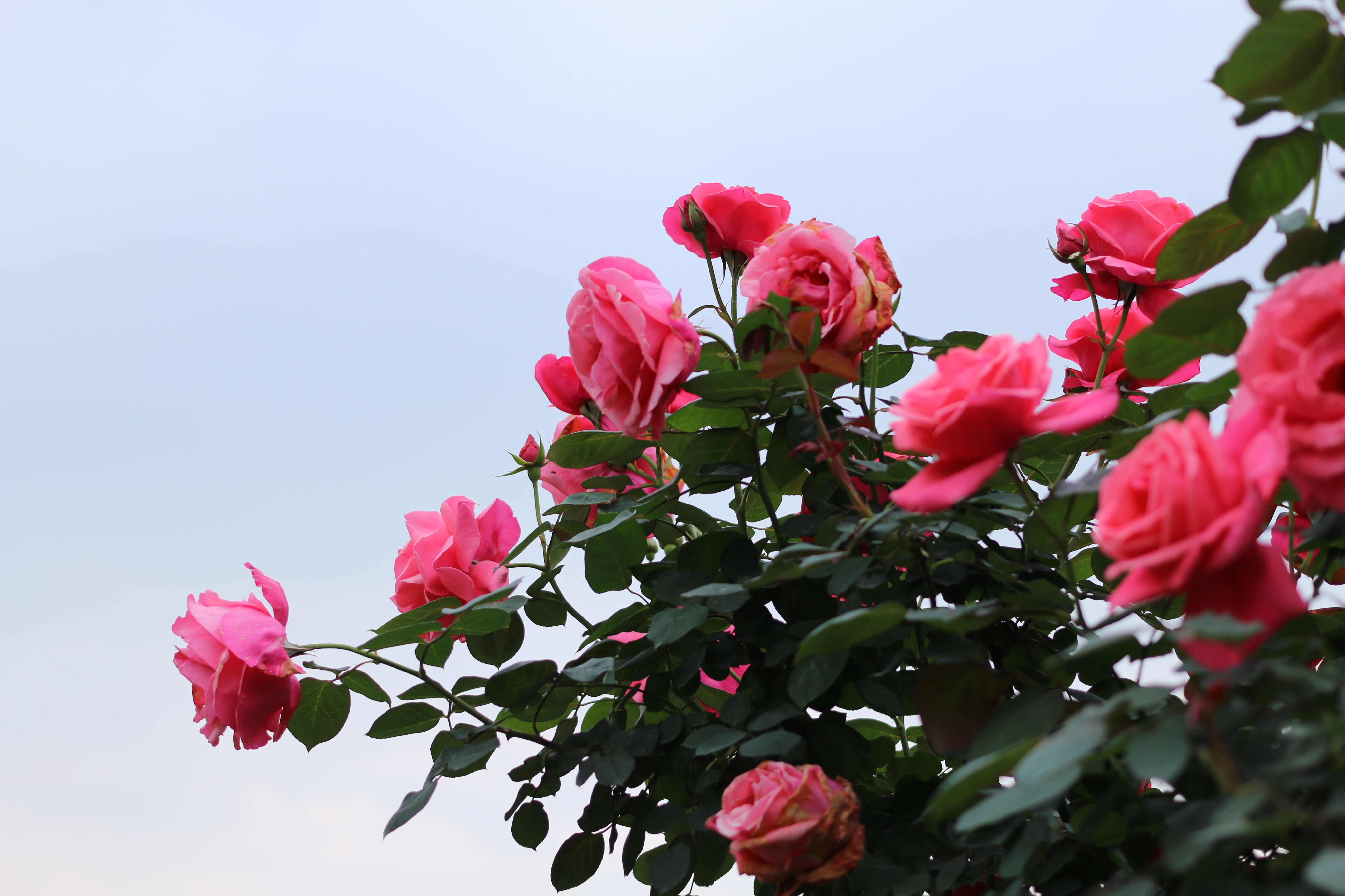 low angle view, flower, rose, bougainvillea, the association of spring city forest garden, fragility, petal, no people, leaf, springtime, plant, inflorescence, HD Wallpaper