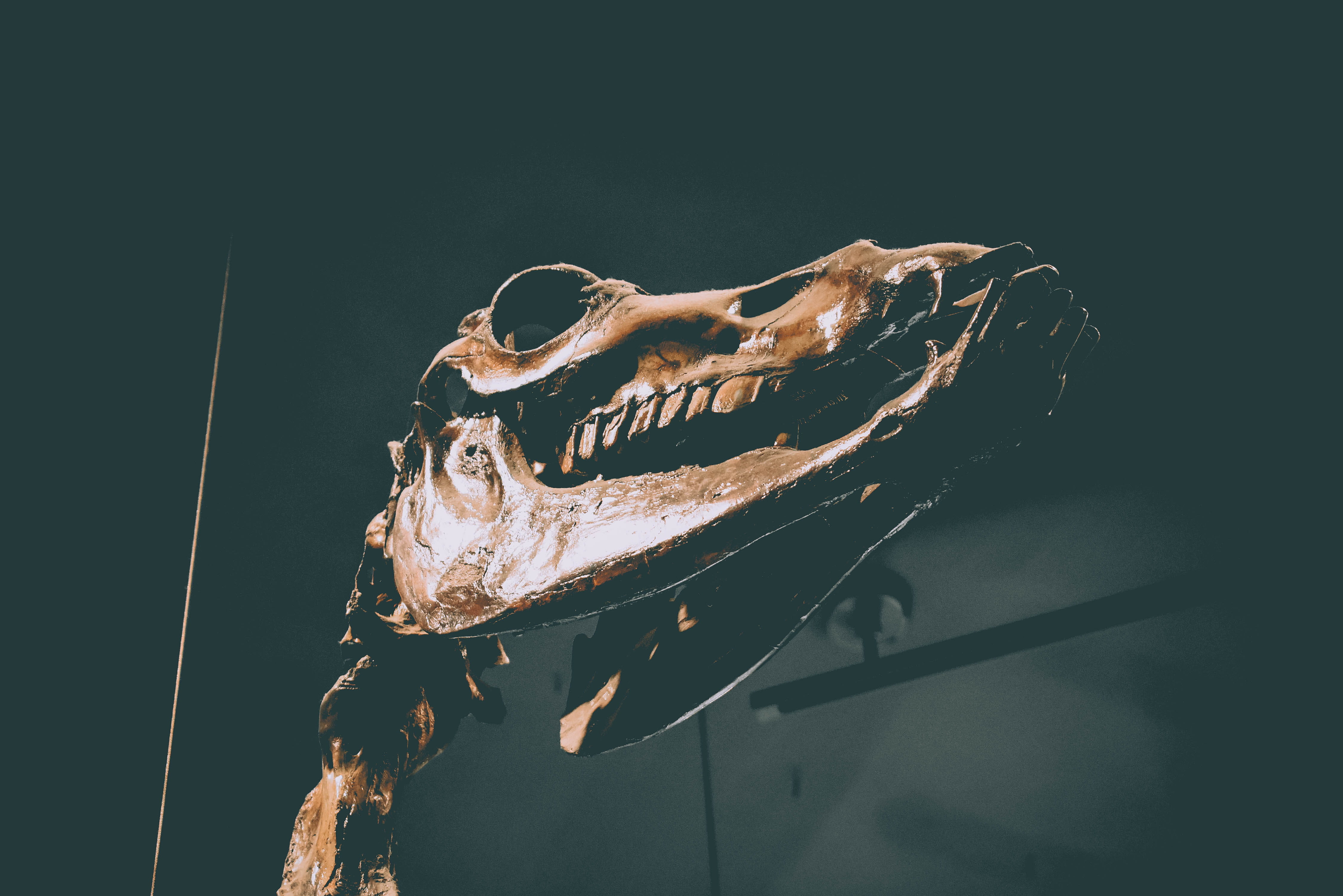 close-up, 4K, metal, gazelle, the la brea tar pits and museum, antelope, swimming, copy space, brown, animal wildlife, wildlife, light - natural phenomenon, HD Wallpaper