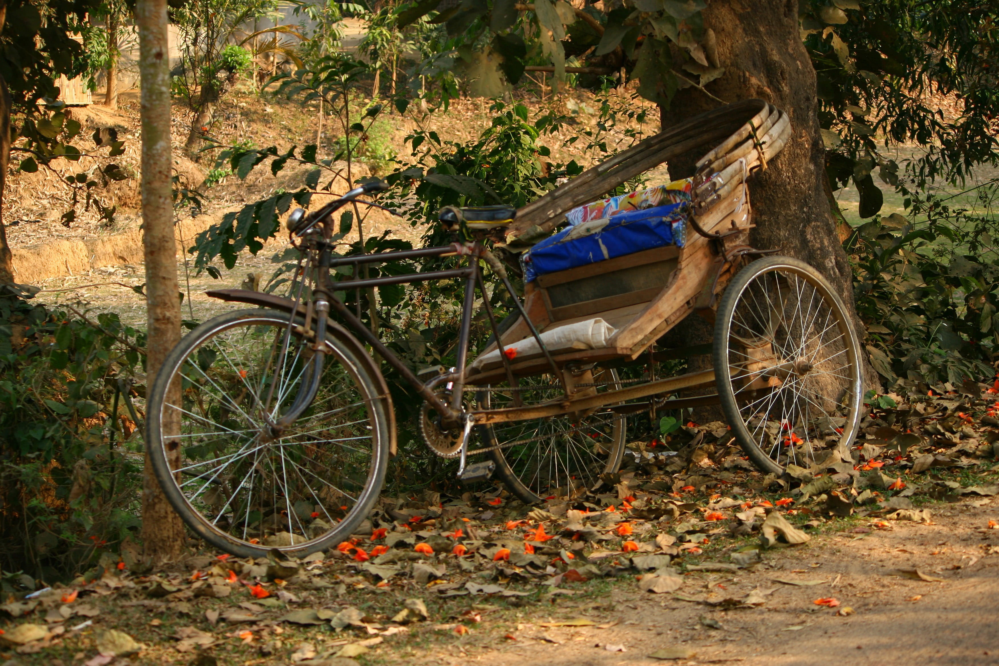 Rickshaw, mode of transport, land vehicle, no people, day, growth, mode of transportation, wheel, plant, stationary, bicycle, tree trunk, Bangladesh, land, HD Wallpaper