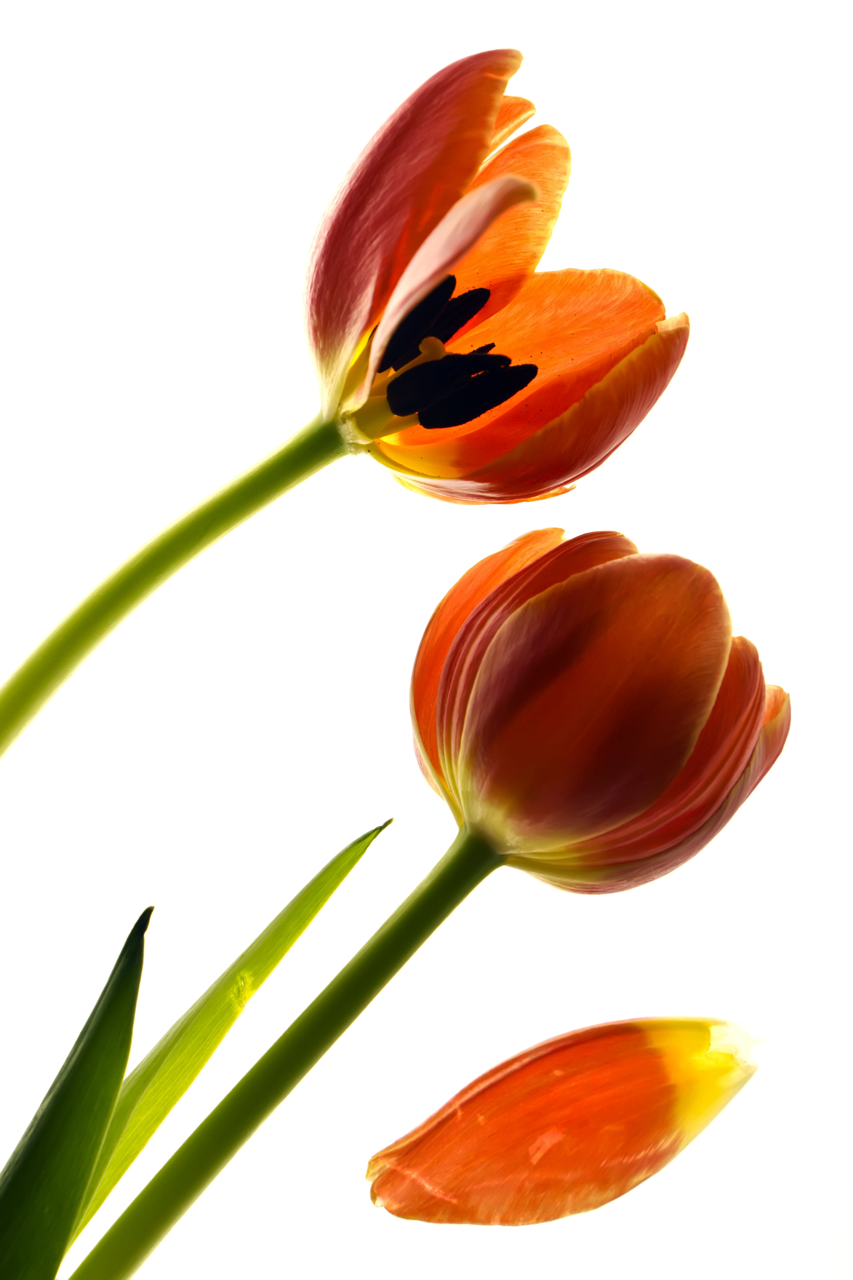 plant, Flower, isolated, Kiss, Canon EOS, three, USM, Australia, Canon EF, Lighting, flower Head, Tulip, petal, Idea, Tulips, x4, New South Wales, 5K, Phone HD Wallpaper