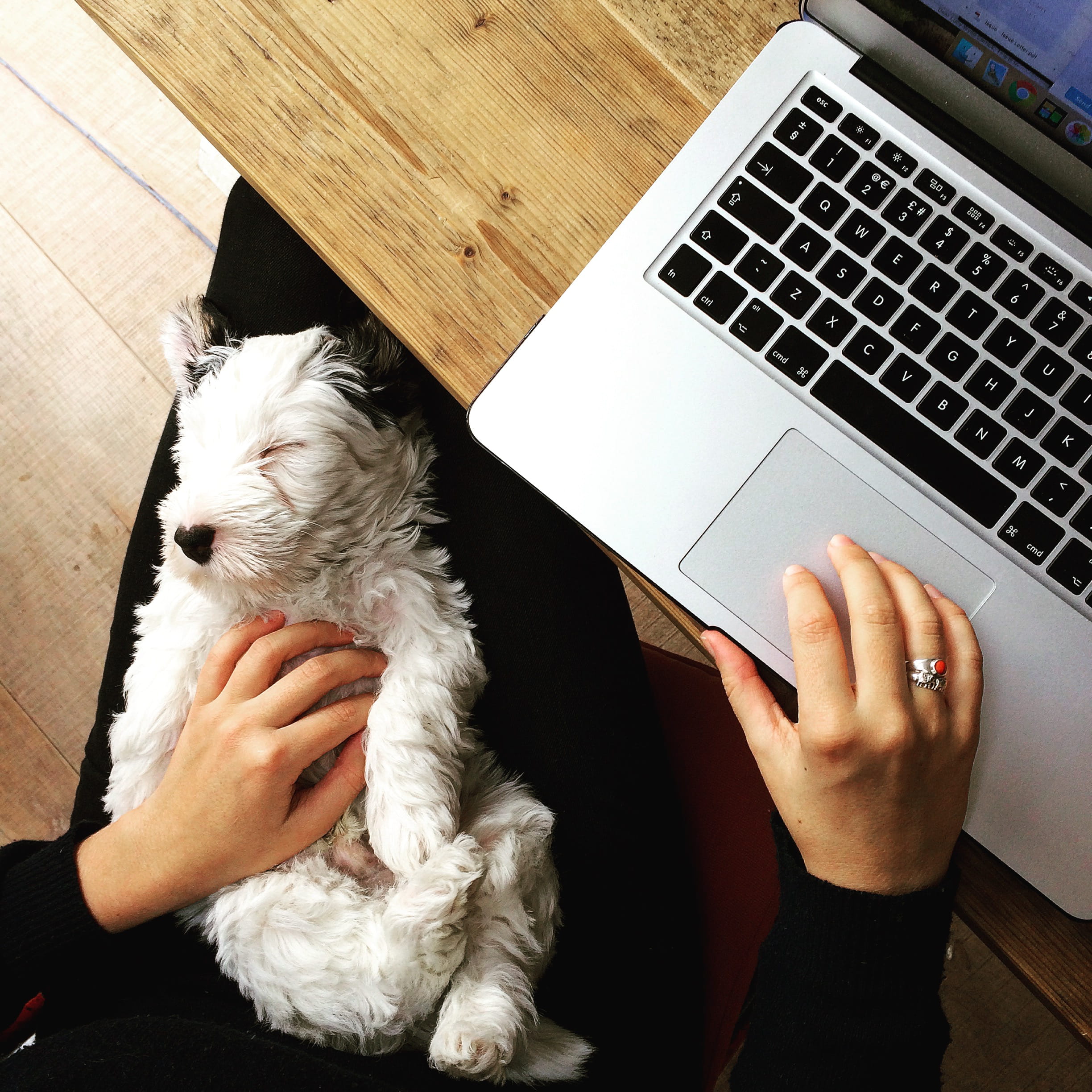 one person, wireless technology, pets, pet, technology, peace, domestic, using laptop, london, pet owner, real people, mammal, one animal, sleep, united kingdom, Phone HD Wallpaper