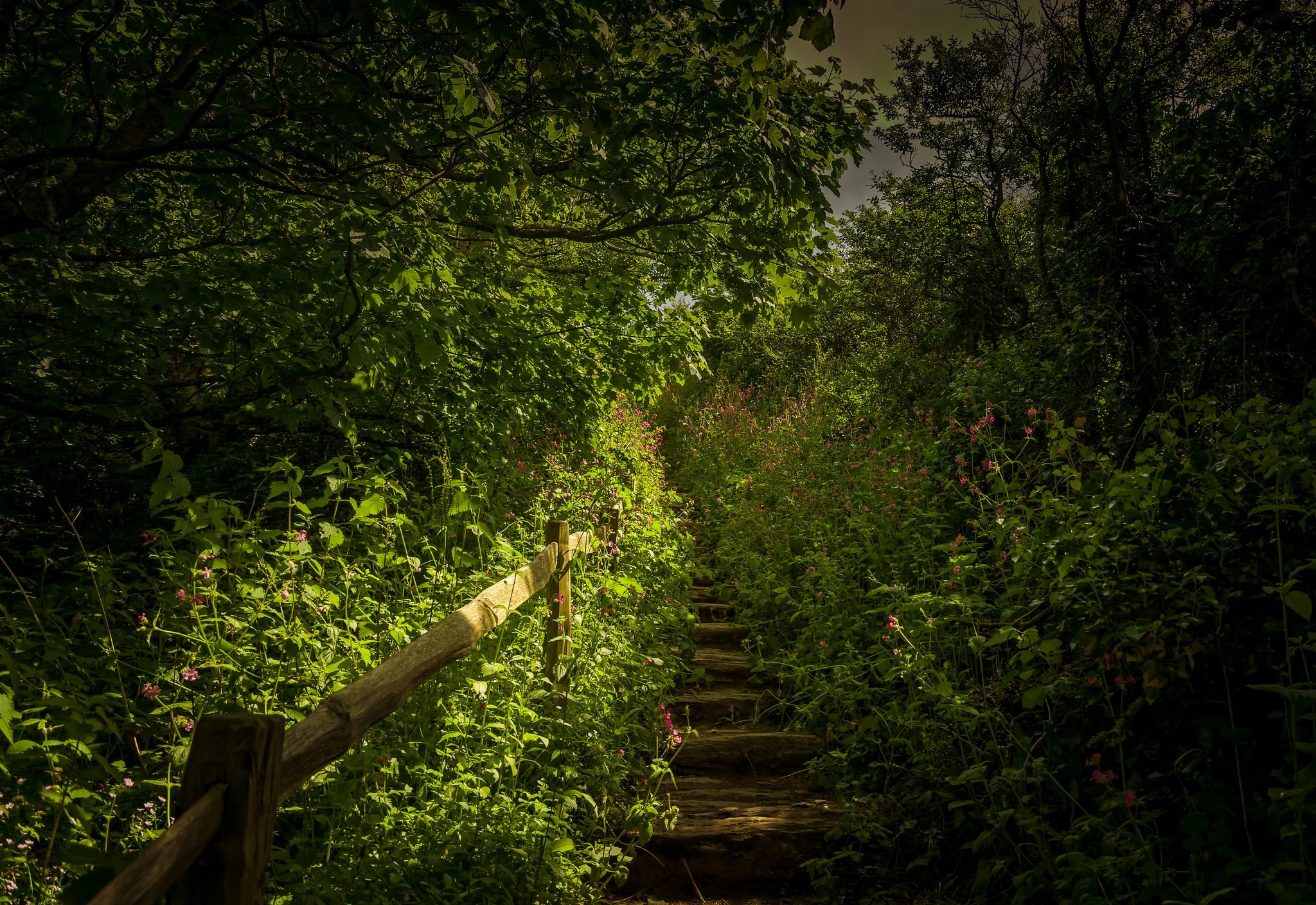 day, wood, 1080P, growth, direction, the way forward, foliage, angle, ladders, tree, flowers, long, photography, trees, footpath, scenics - nature, stairs, HD Wallpaper