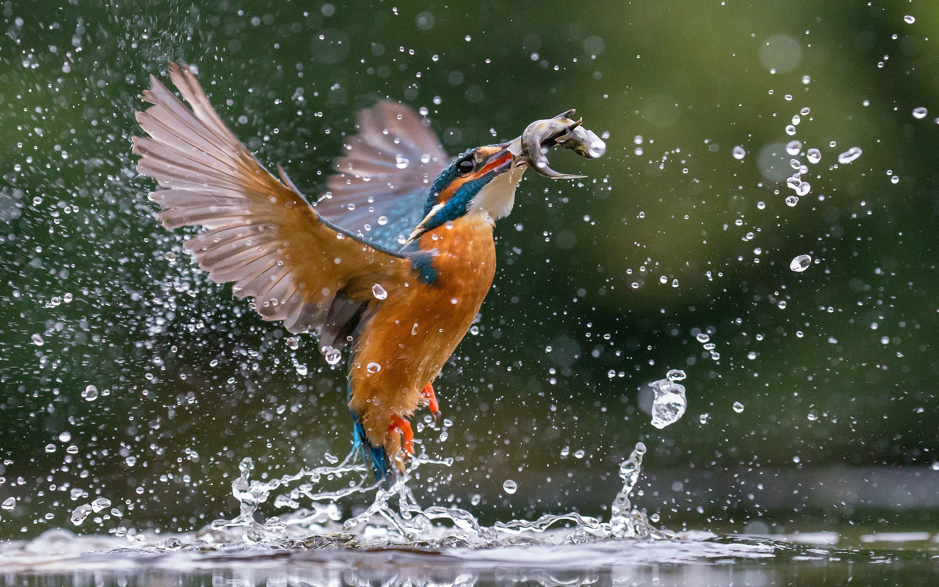 1080P, speed, animal themes, animal body part, outdoors, splashing, lake, vertebrate, animal wildlife, one animal, hunter, kingfisher, motion, bird, animals in the wild, HD Wallpaper