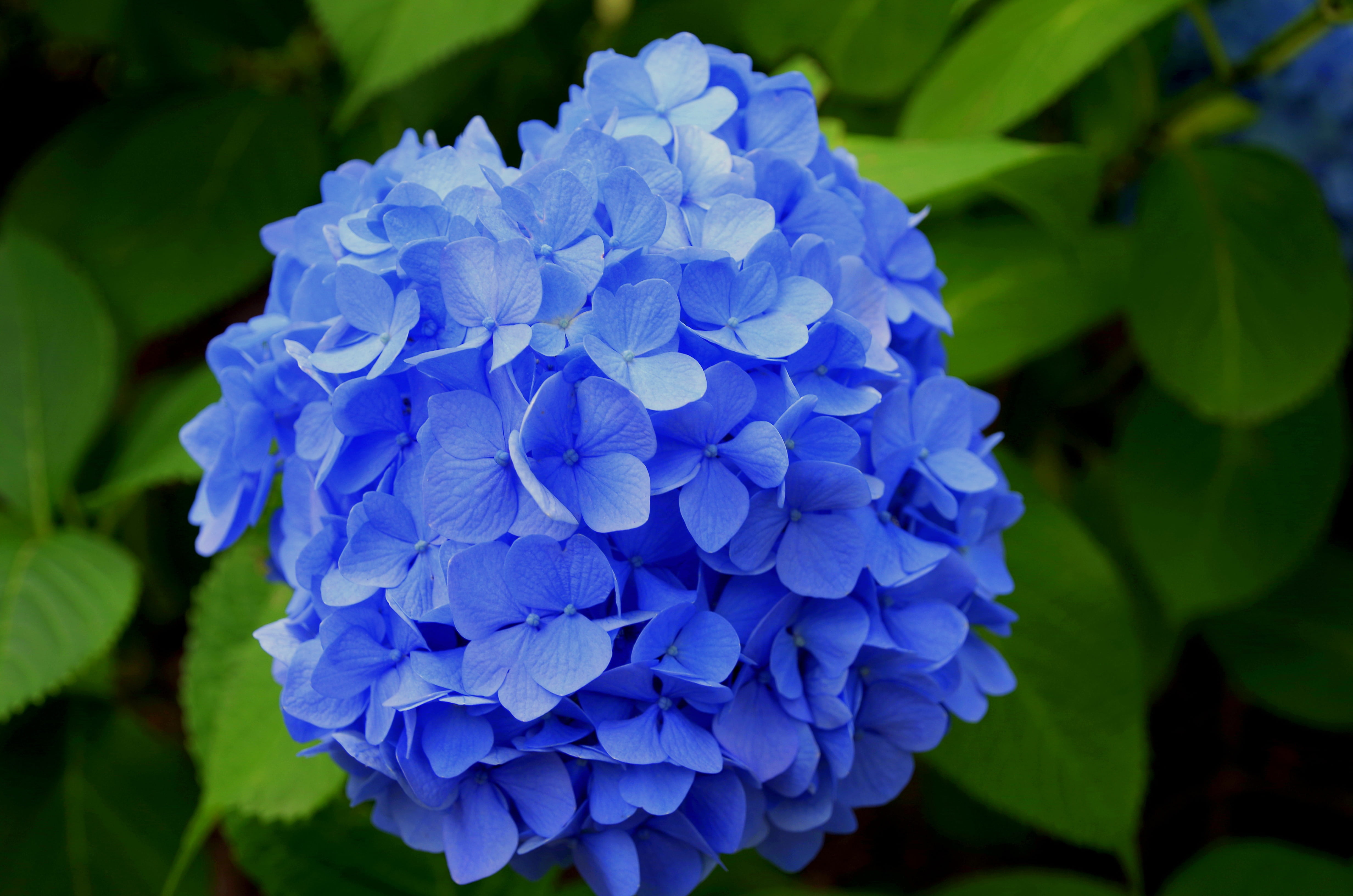 beauty in nature, flower head, flowering plant, softness, growth, tokyo, petal, vulnerability, inflorescence, freshness, plant, macro, japan, 4K, nature, HD Wallpaper