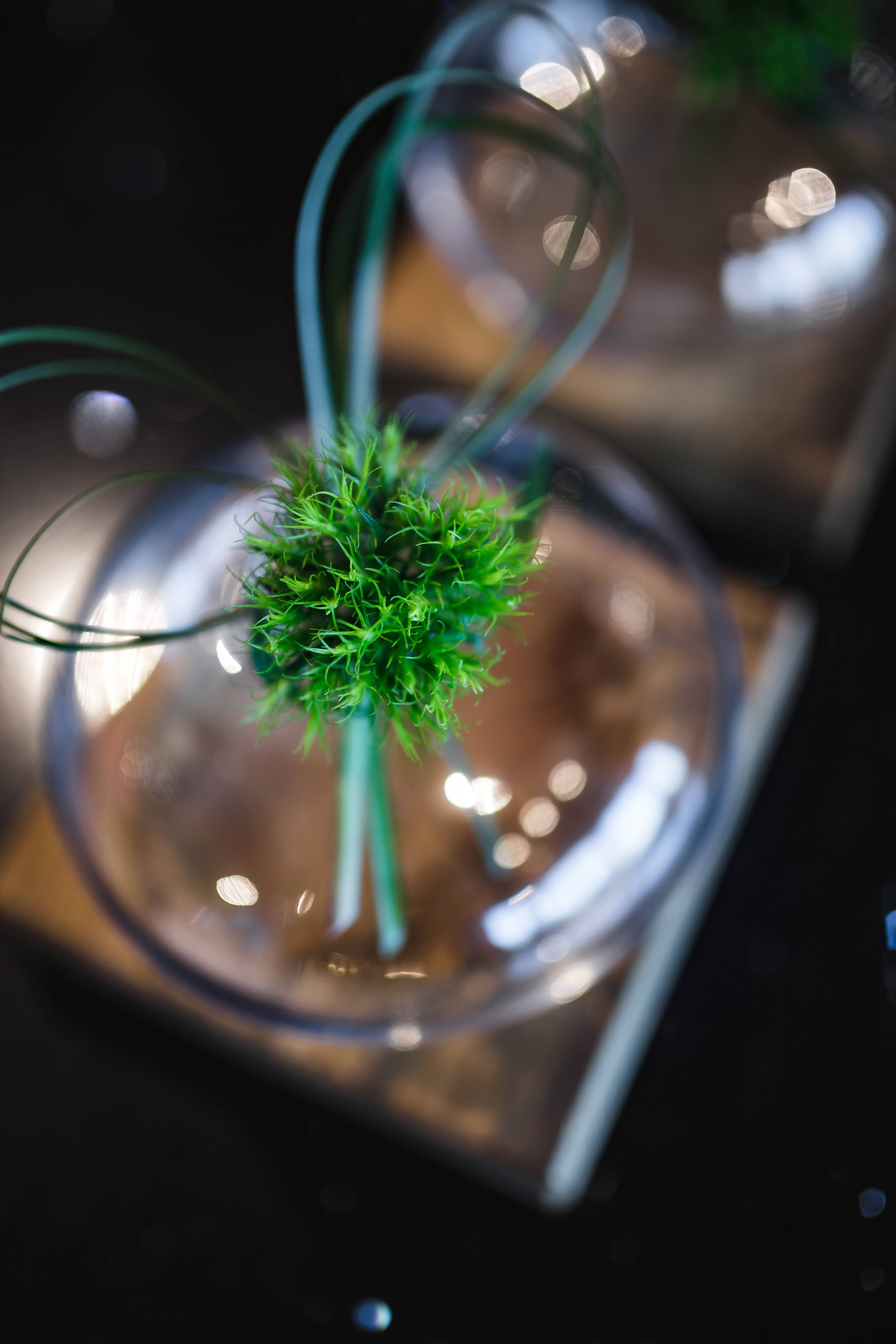 motion, nature, close-up, christmas, day, transparent, 5K, reflection, selective focus, growth, grass, decoration, black background, ribbon, container, Phone HD Wallpaper
