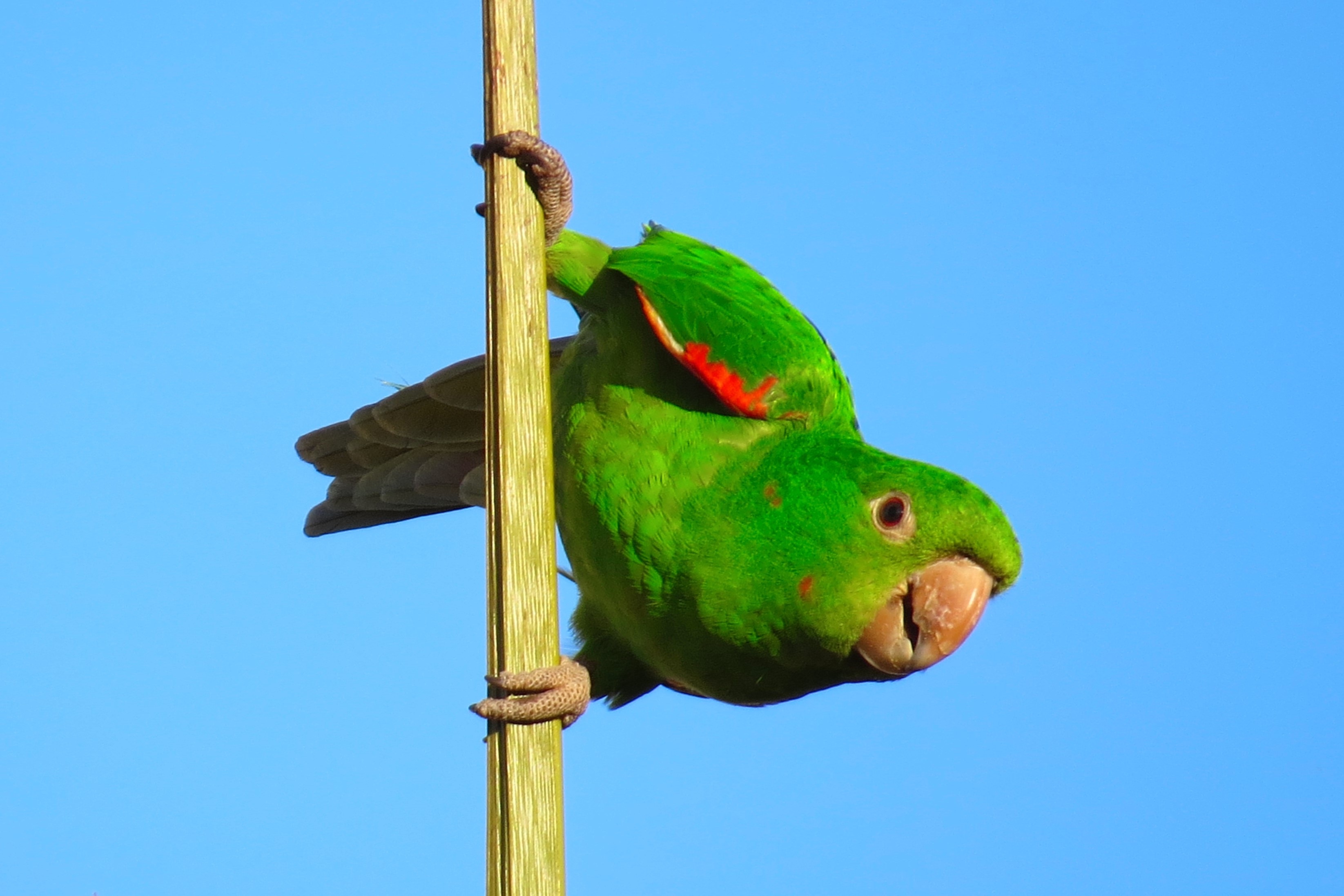 blue, branch, sky, rainbow lorikeet, tightrope walker, perching, fauna, animal themes, wood - material, maritaca, 2K, vertebrate, clear sky, animal, nature, HD Wallpaper