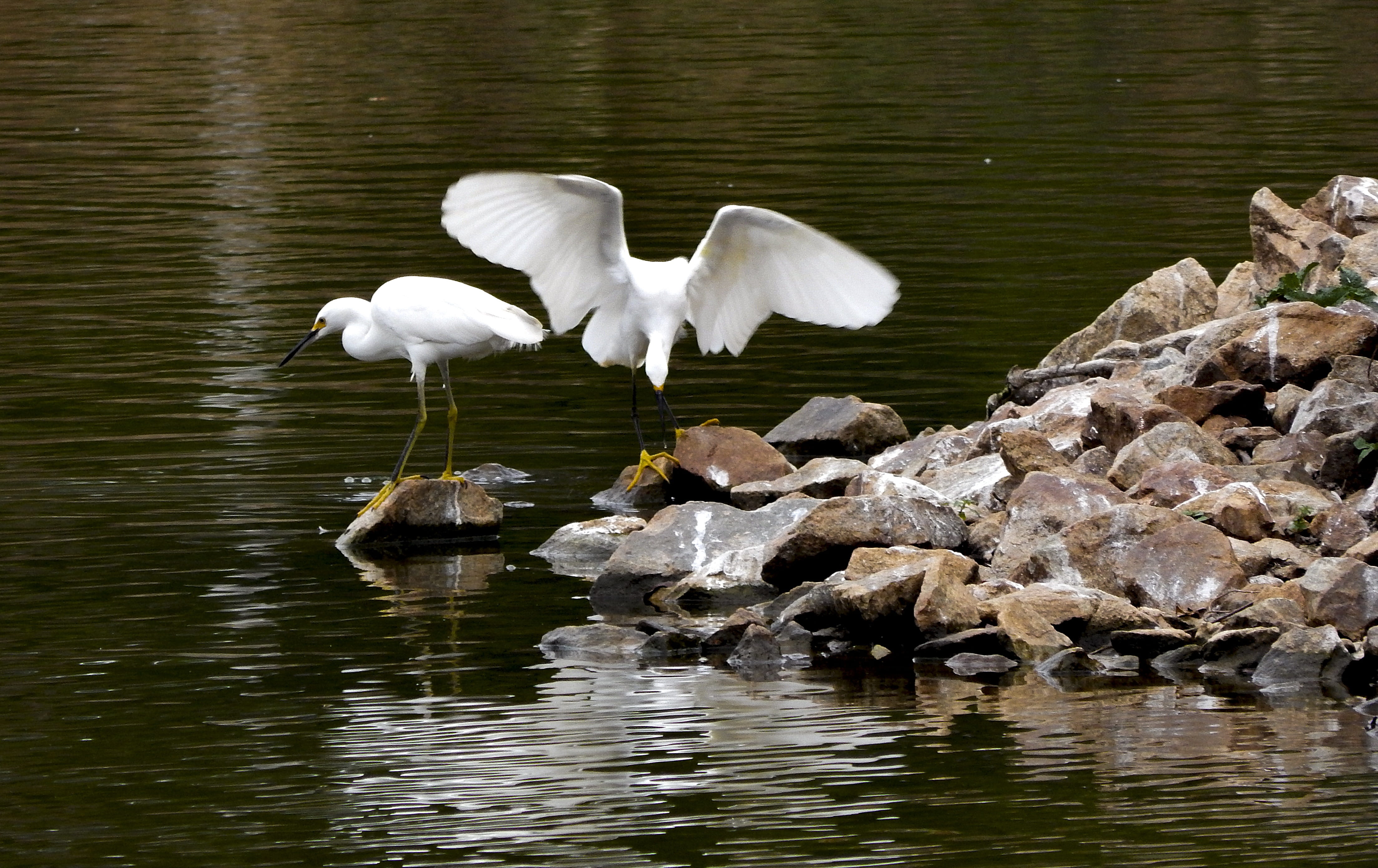 solid, rock - object, egret, rock, great egret, searching, water, vertebrate, no people, day, beauty in nature, waterfront, animal wildlife, lake, animal, HD Wallpaper