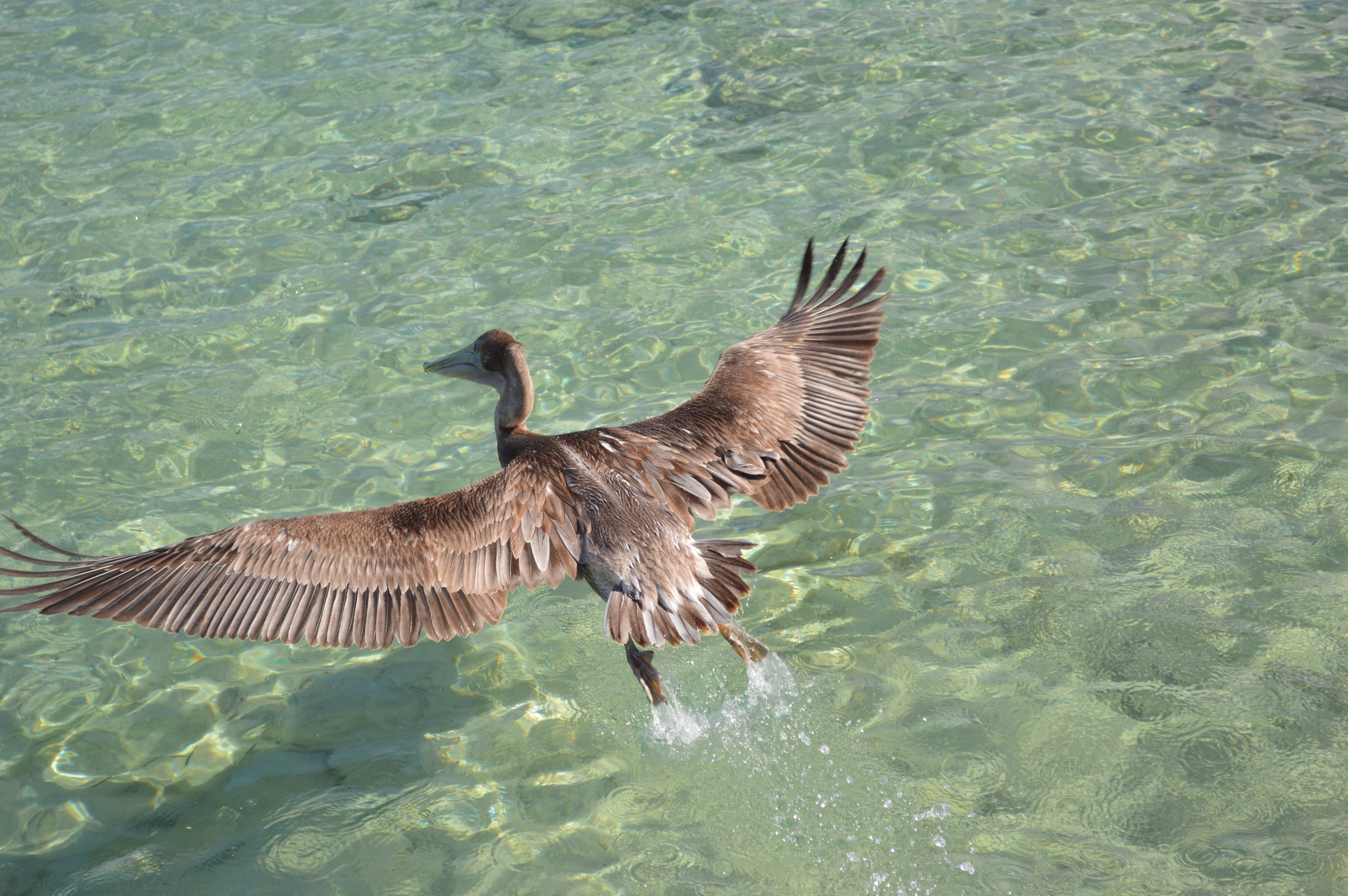 animals in the wild, spread wings, vertebrate, Bird, shallow, nature, 4K, Water, day, waterfront, dom, Freedom, motion, sunlight, one animal, fly, high angle view, HD Wallpaper