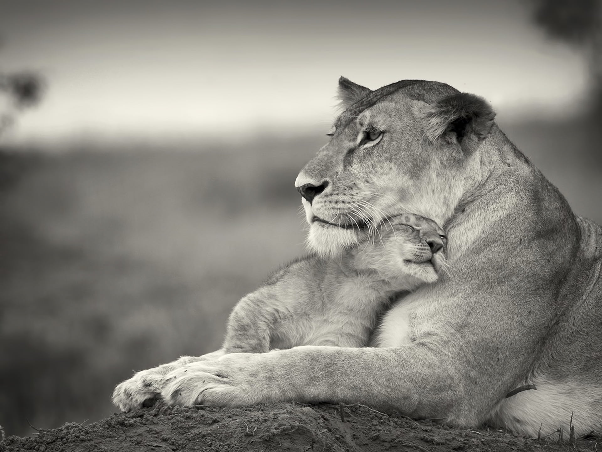 1080P, male Animal, animal Head, vertebrate, animal wildlife, animal themes, lion, looking, undomesticated Cat, care, plain, group of animals, feline, HD Wallpaper
