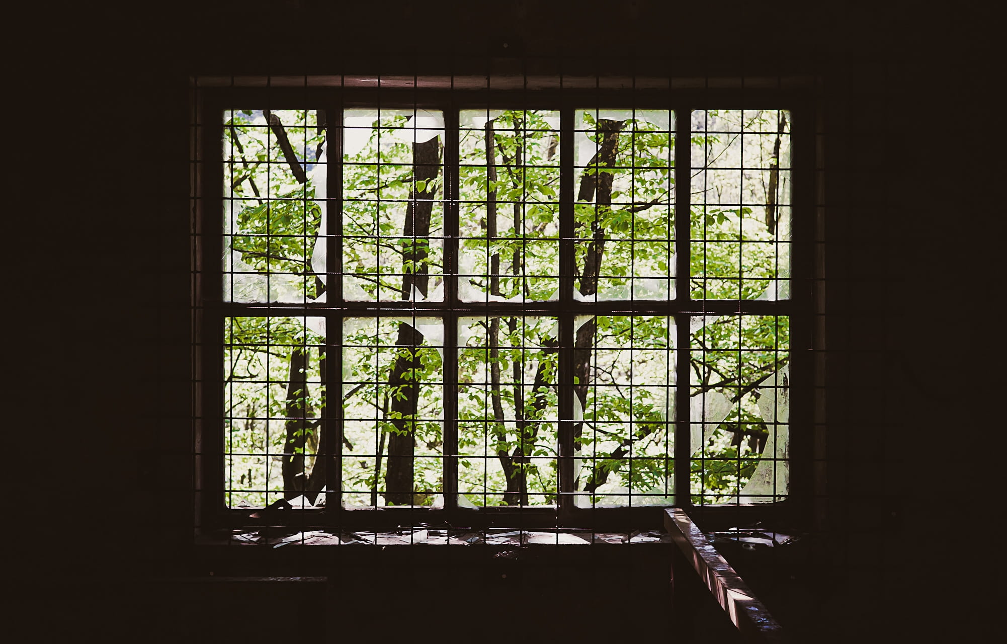 near, green, window Frame, no people, metal, house, built structure, tree, old, black metal, close-up, sunlight, abandoned, glass, indoors, nature, building, HD Wallpaper