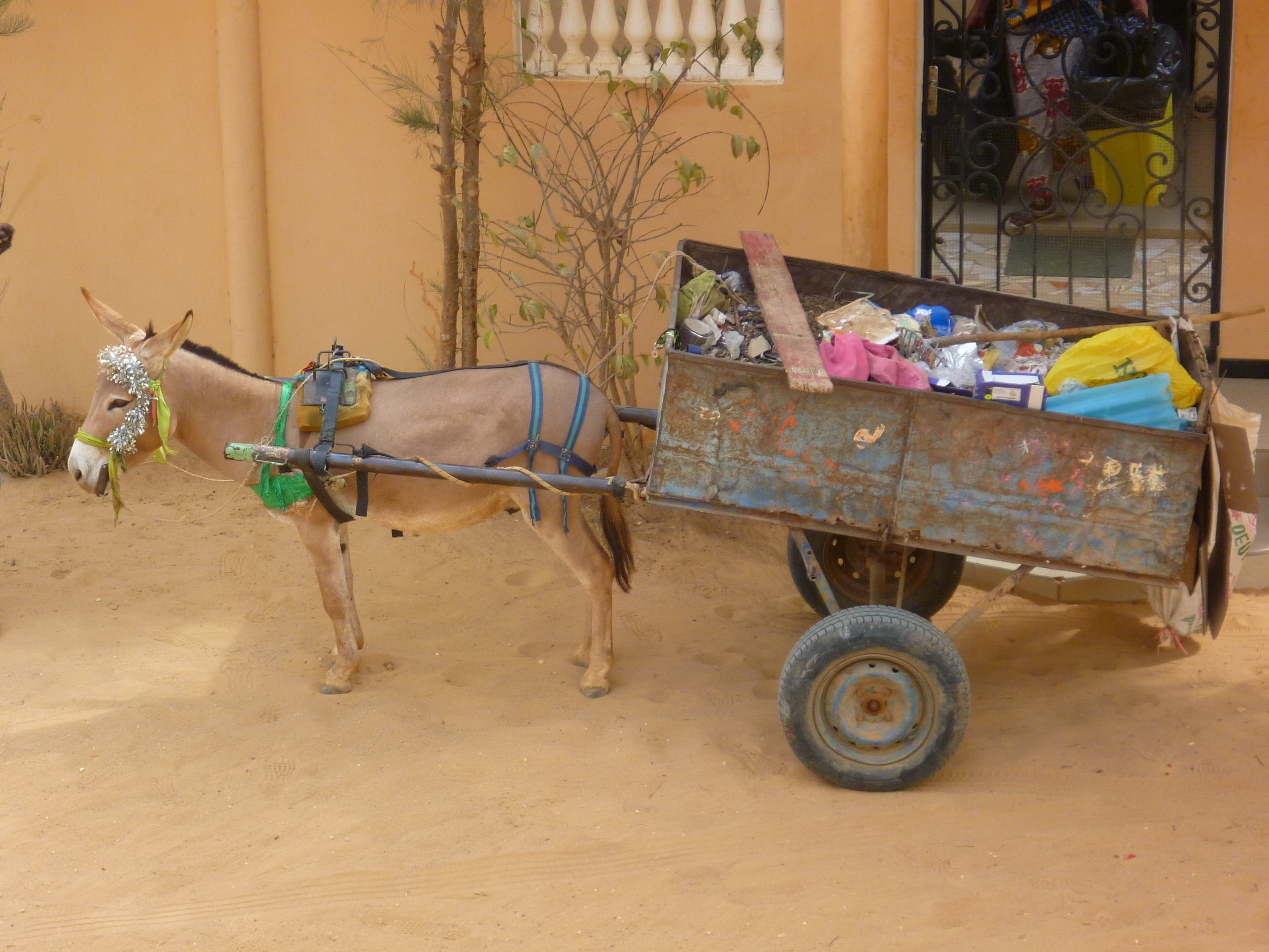 near, horse, transportation, livestock, transport, animal wildlife, dump, domestic, environment, fence, senegal, collection, garbage collector, donkey, HD Wallpaper