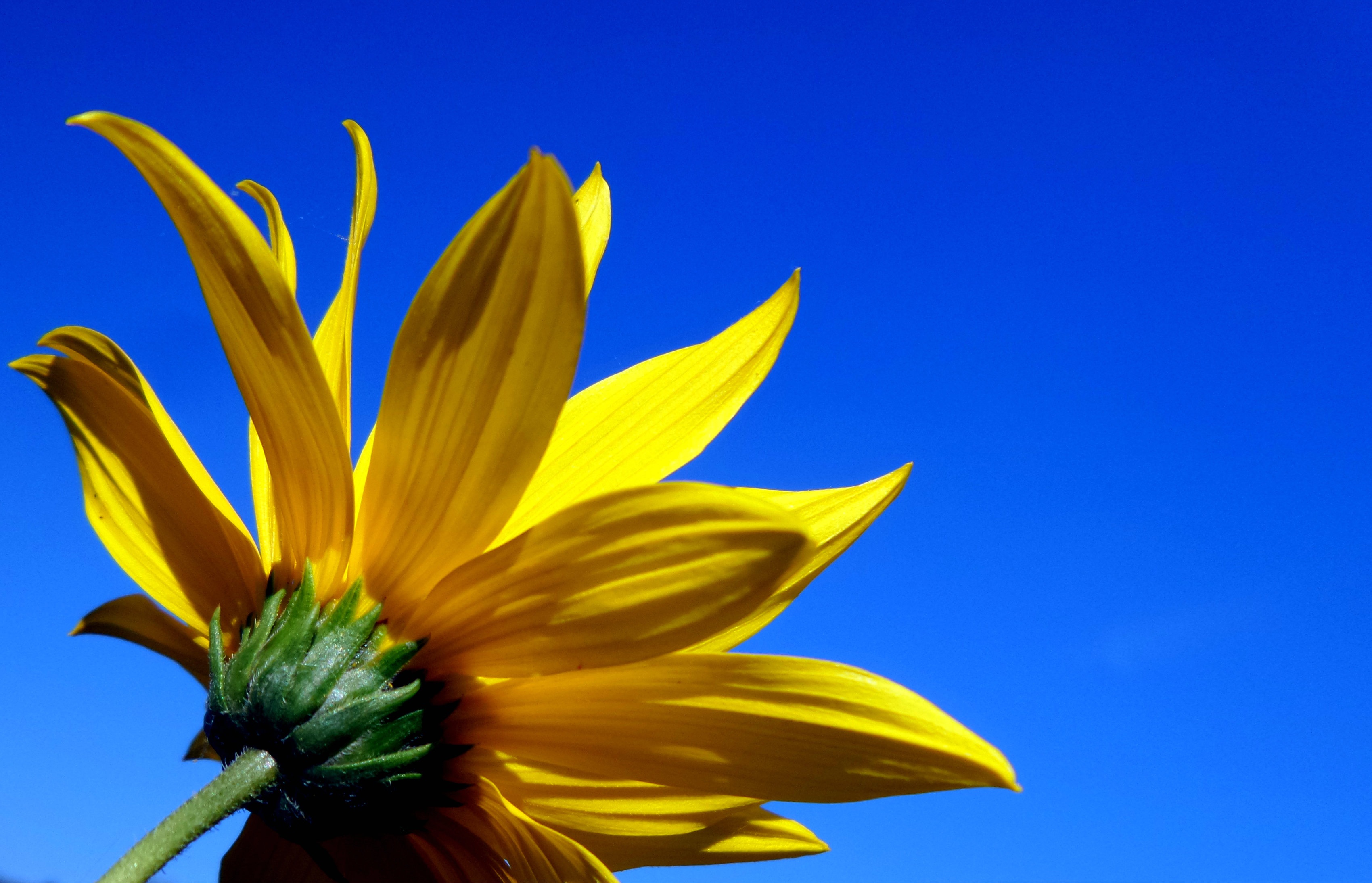 no people, flowering plant, blue sky, summer, pollen, plant, sky, freshness, blue, optimistic, blue background, 2K, nature, beauty in nature, sepal, growth, HD Wallpaper