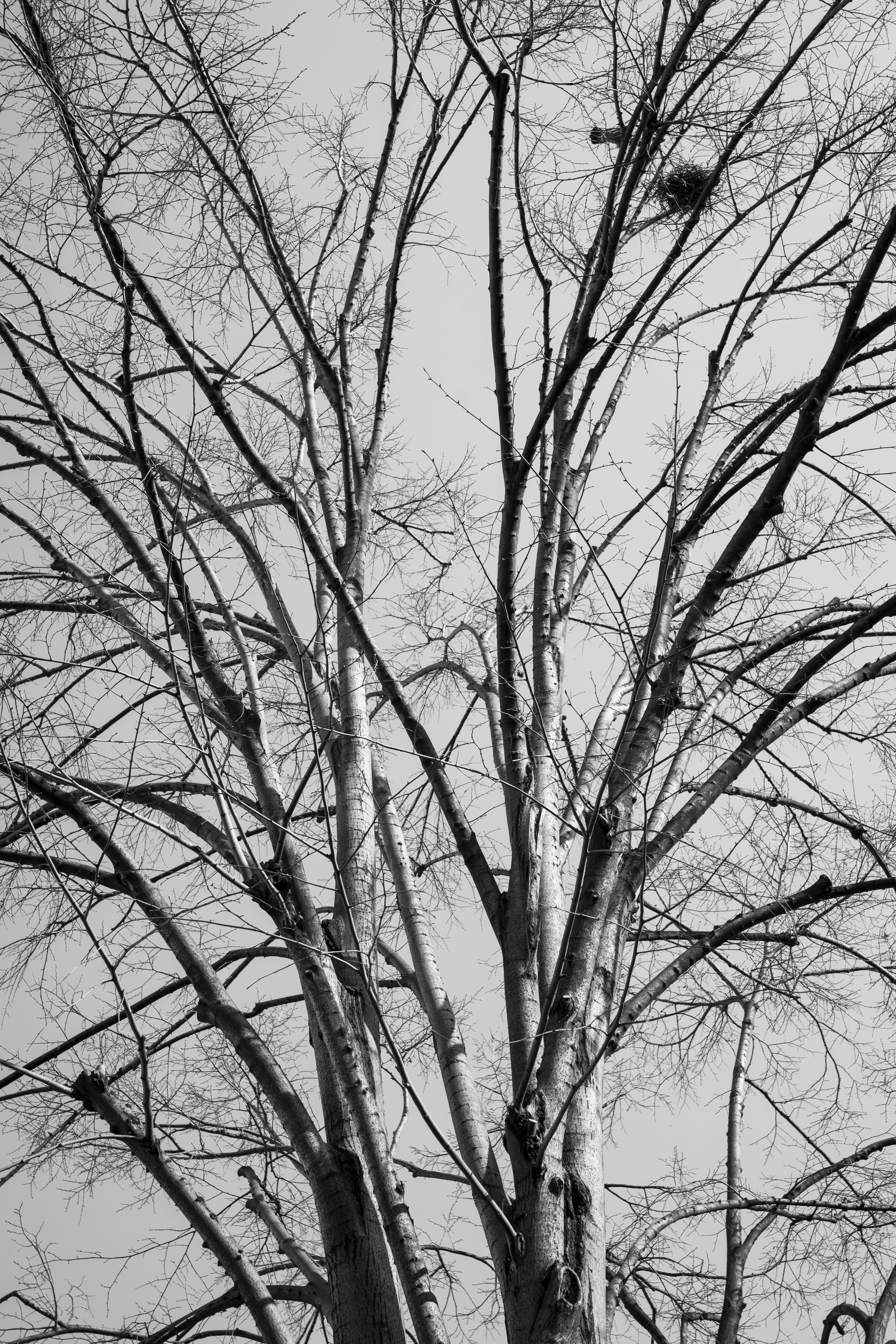 winter, beauty in nature, day, forest, cloud - sky, tree, air, trunk, nature, bare tree, the leaves are, 5K, backgrounds, dark, reverse light, plant, rainy, Phone HD Wallpaper