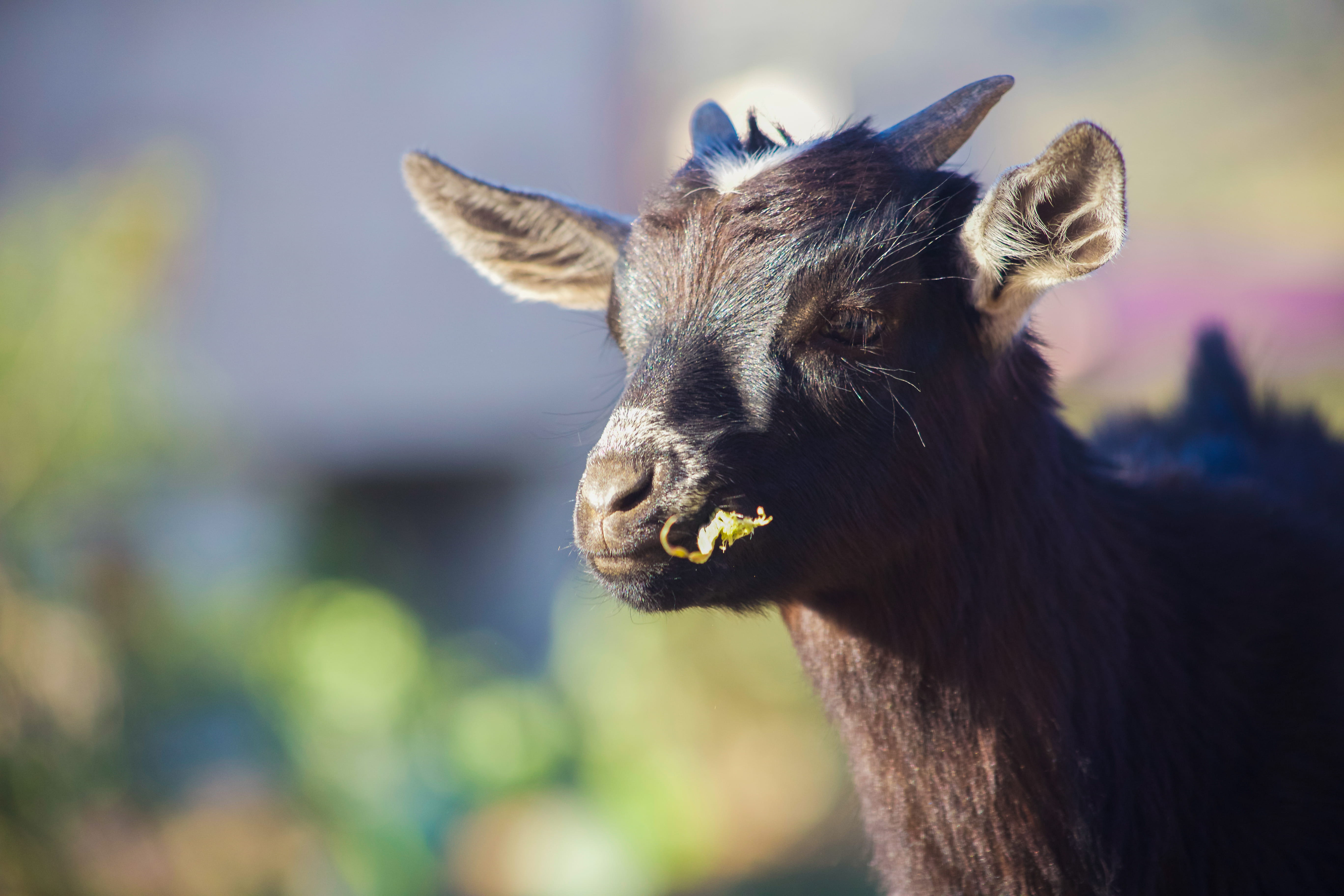 goat, no people, dismal, animal wildlife, brown, close-up, mammal, animal ear, outdoors, wistful, livestock, focus on foreground, animal, pessimistic, heartbroken, HD Wallpaper