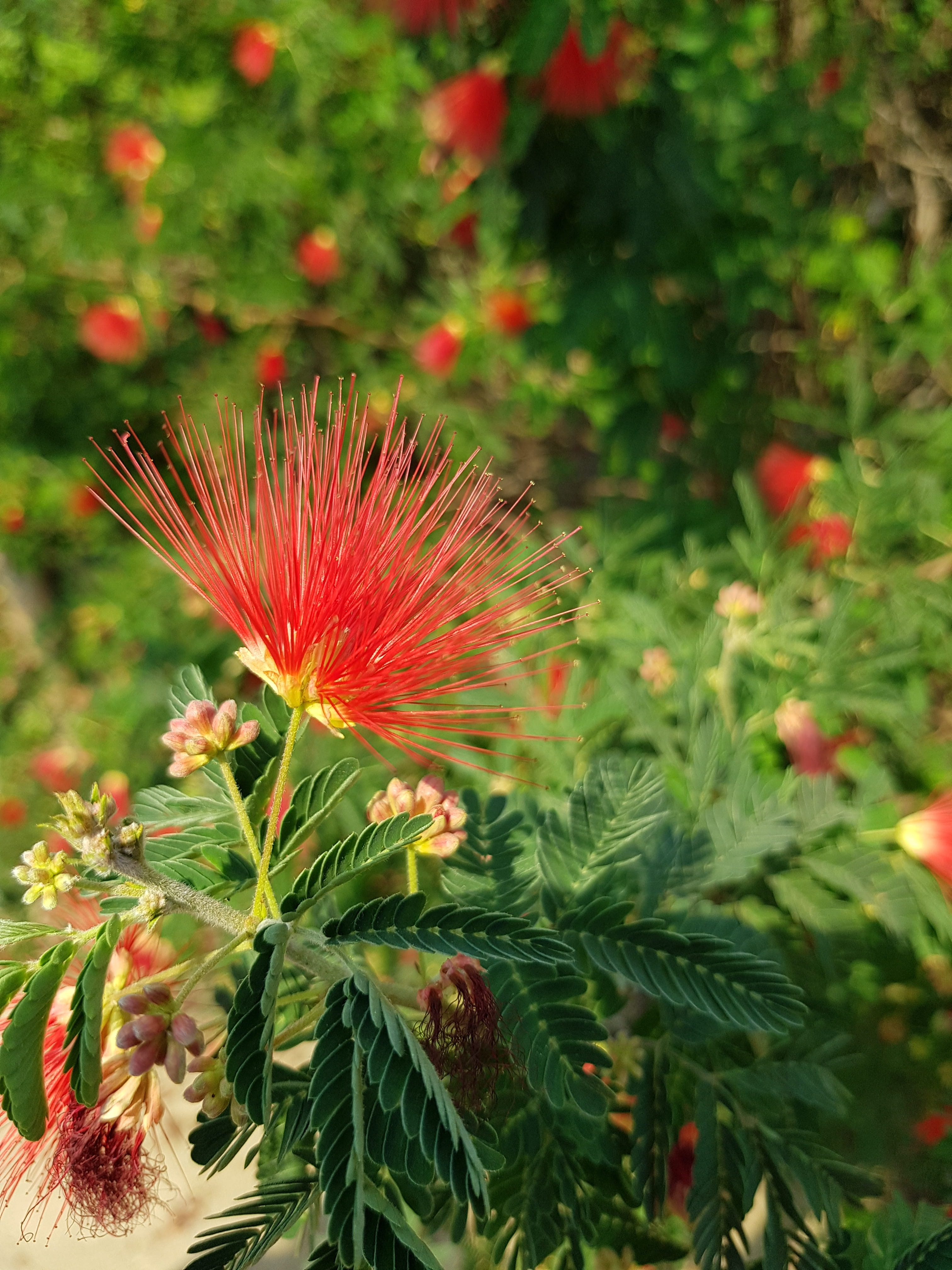 incentive, no people, plant part, beauty in nature, growth, vulnerability, bloom, flower, freshness, close-up, inflorescence, green color, focus on foreground, Phone HD Wallpaper
