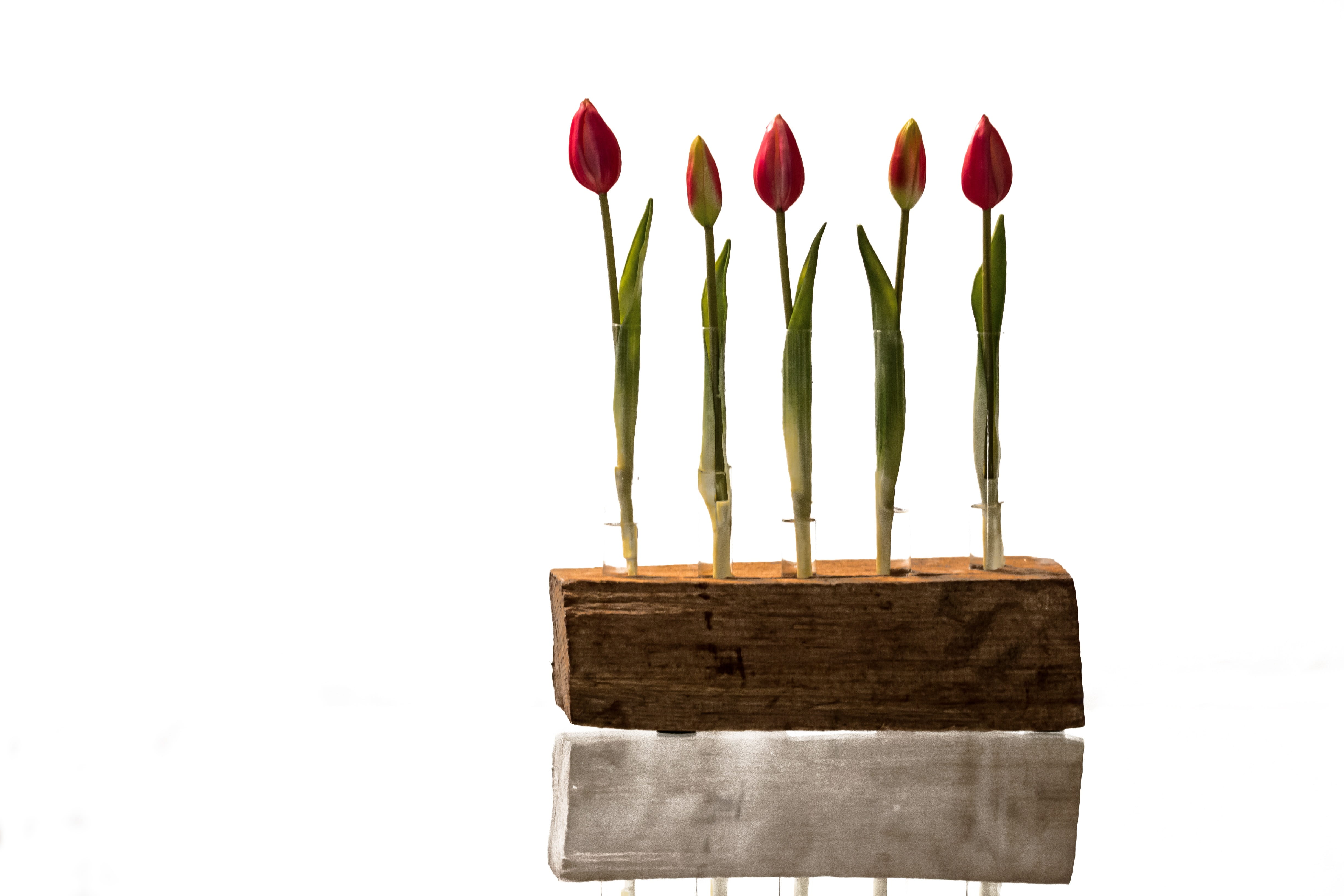 bloom, give, stengel, season, bouquet, ornament, medium group of objects, fresh, plant, container, studio shot, cut out, green, wood, mood, incentive, mirroring, HD Wallpaper