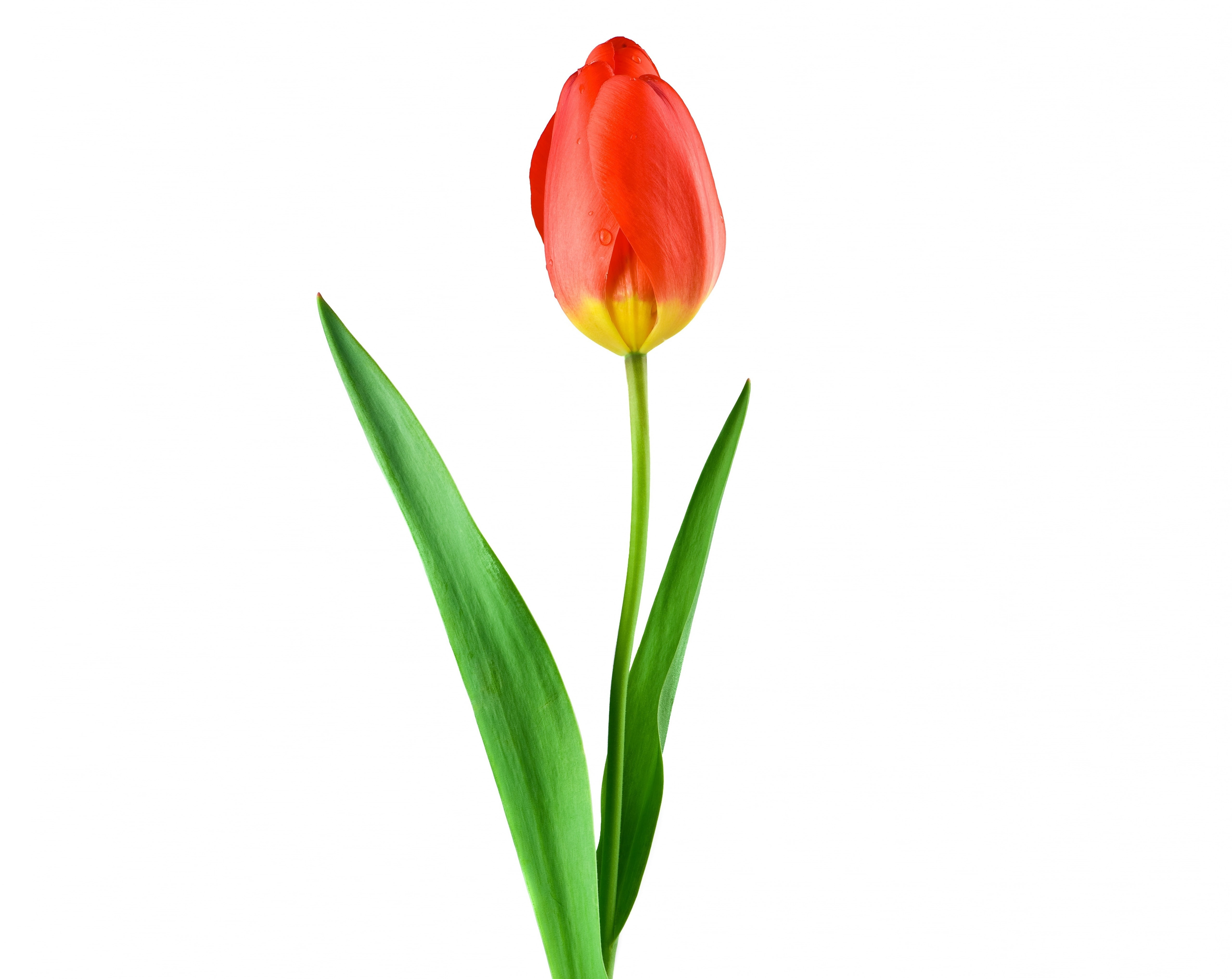 white background, single, cut out, no people, Flower, green color, Tulips, Rain, flowering plant, Flowers, grow, Leaves, Beauty, incentive, Decor, Decorative, HD Wallpaper