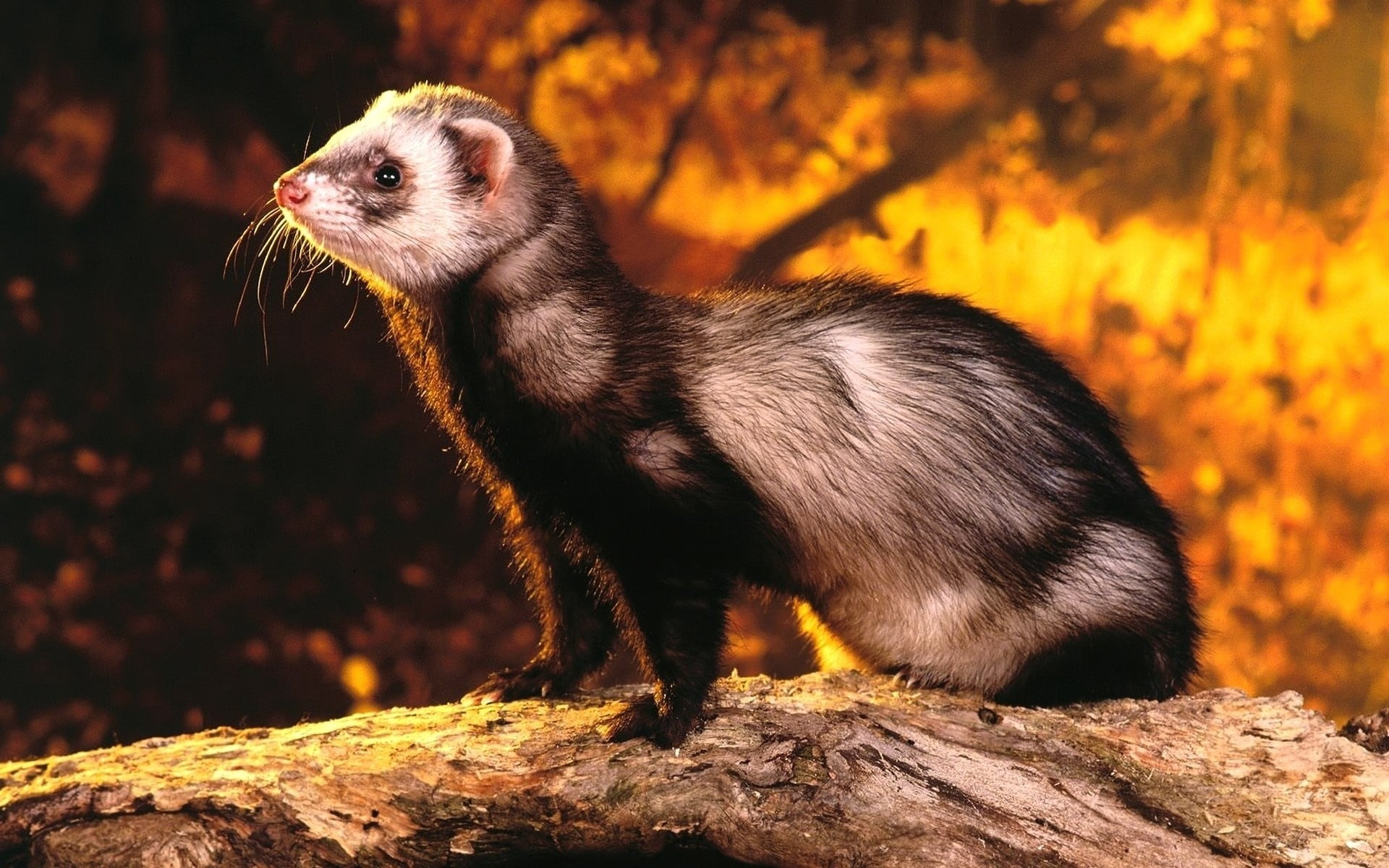 ferret, wildlife, full length, cute, polecat, land, small, close-up, animal wildlife, mongoose, black, brown, animal themes, plant, pets, no People, forest, HD Wallpaper