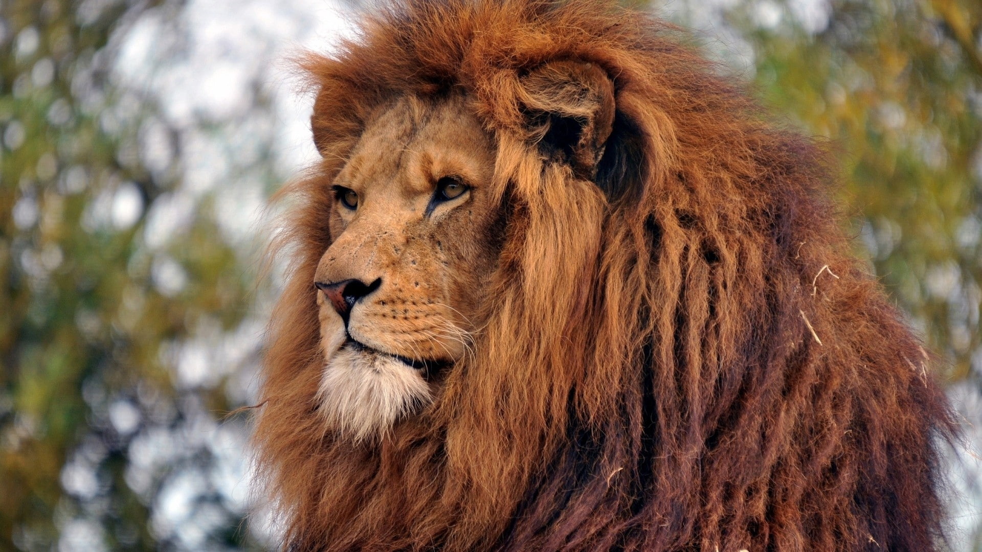 wisdom, old, opinion, lion, 1080P, mane, HD Wallpaper