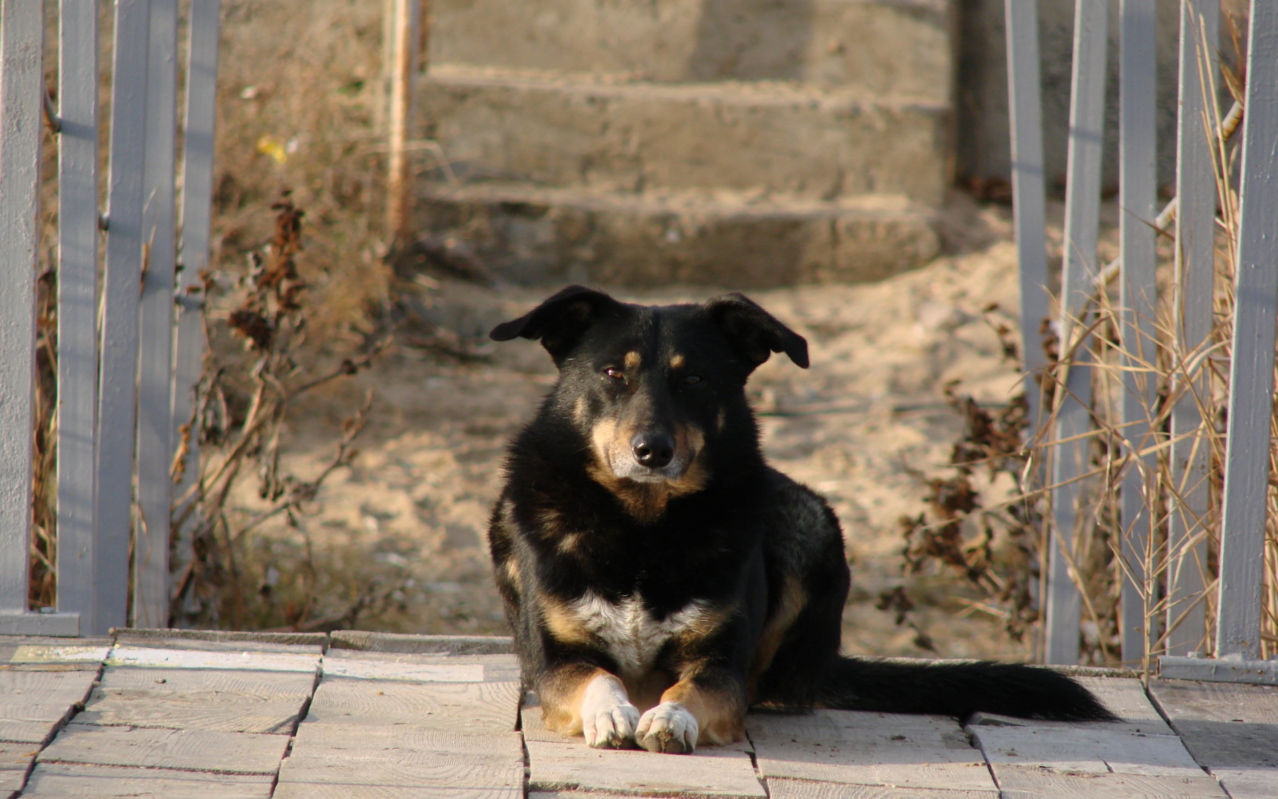 tan, black Color, opinion, lie, looking, mammal, beauceron, sadness, vertebrate, brown, looking at camera, domestic Animals, court, black, stray Animal, HD Wallpaper