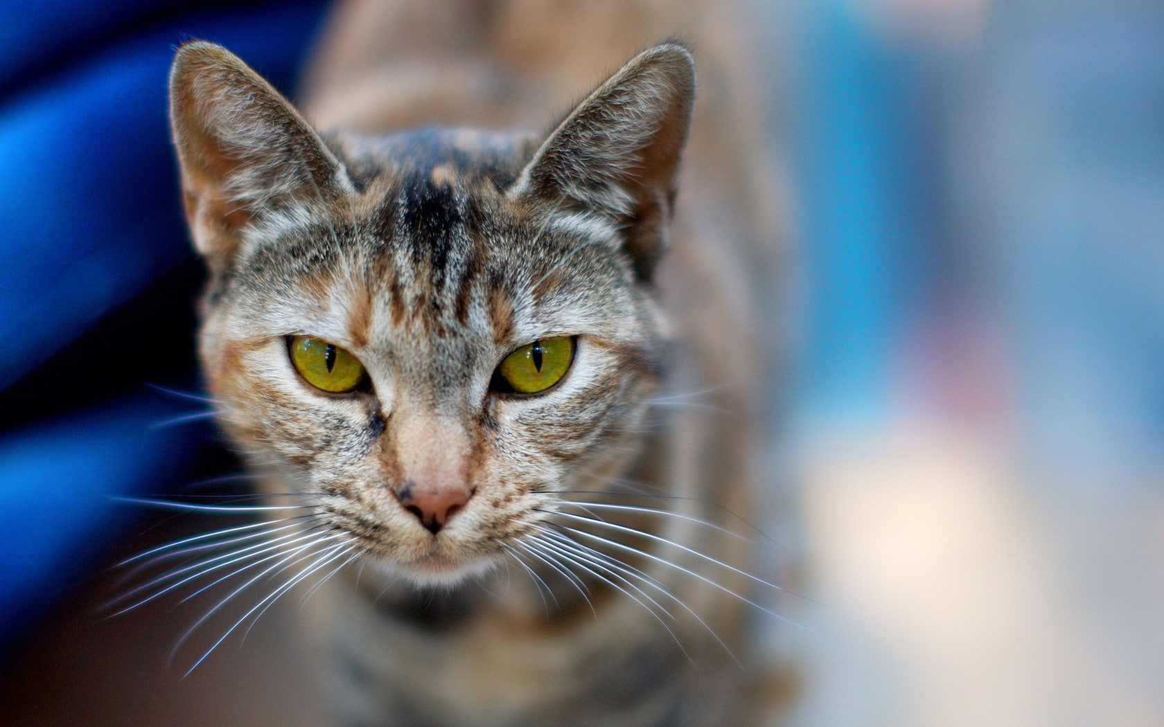 720P, cat, opinion, face, background, blurred, HD Wallpaper