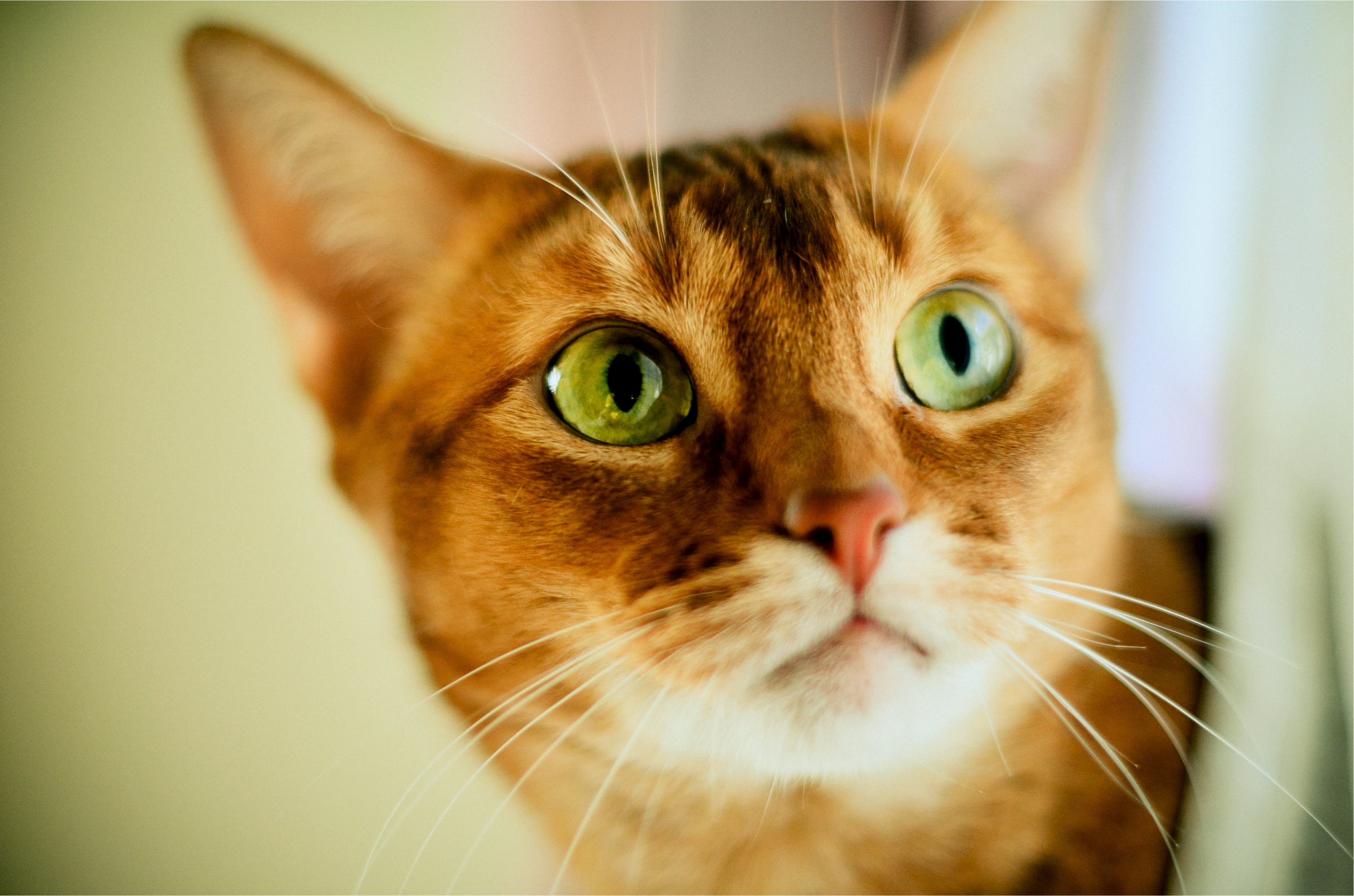domestic Cat, domestic Animals, fur, domestic, opinion, mammal, cat, whisker, ginger cat, kitten, looking at camera, focus on foreground, beautiful, body part, HD Wallpaper