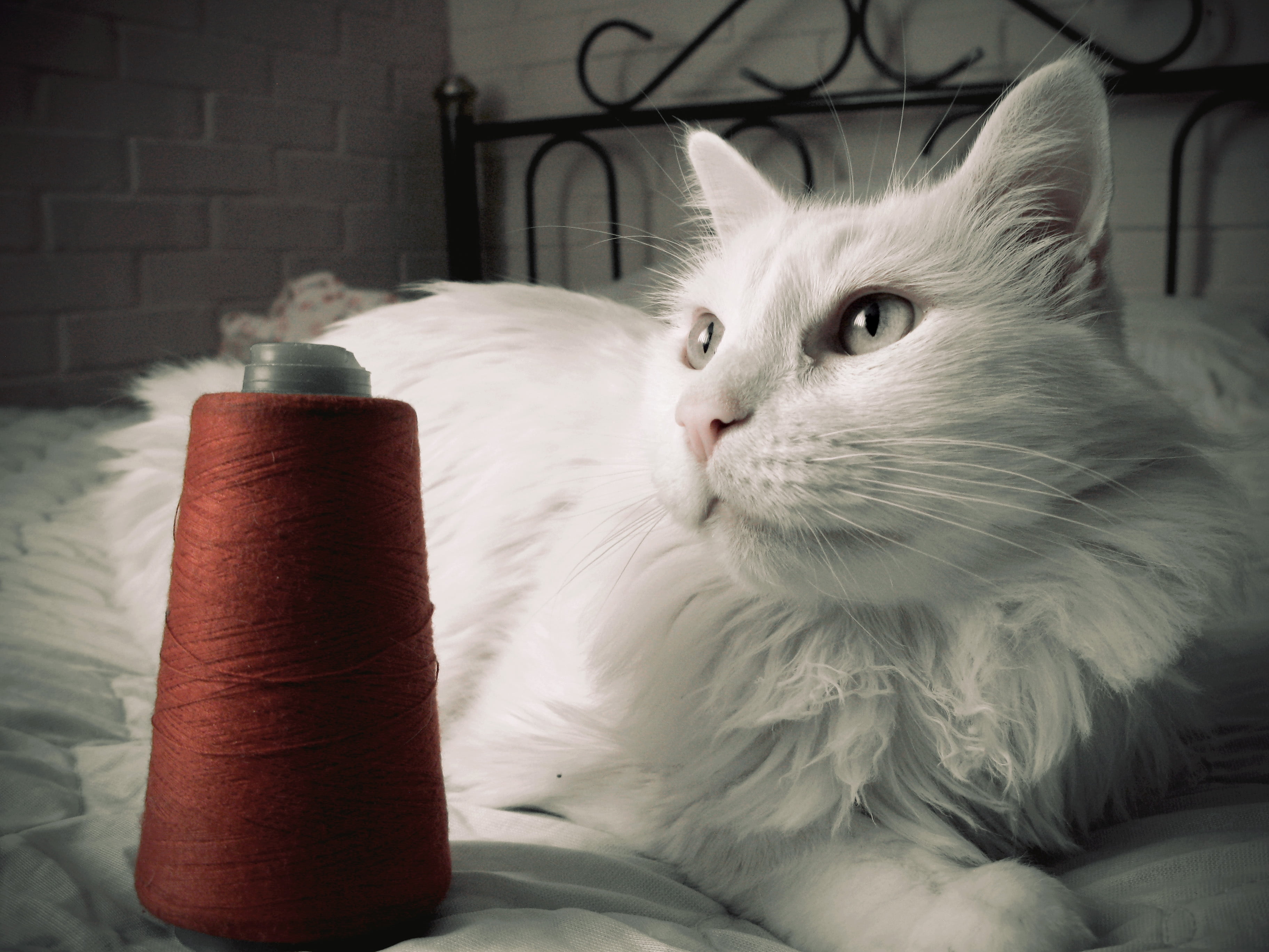 mammal, animal, pets, fluffy, indoors, no People, animal head, 2K, looking, close-up, comfortable, cat, white, thread, vertebrate, relaxation, white color, HD Wallpaper