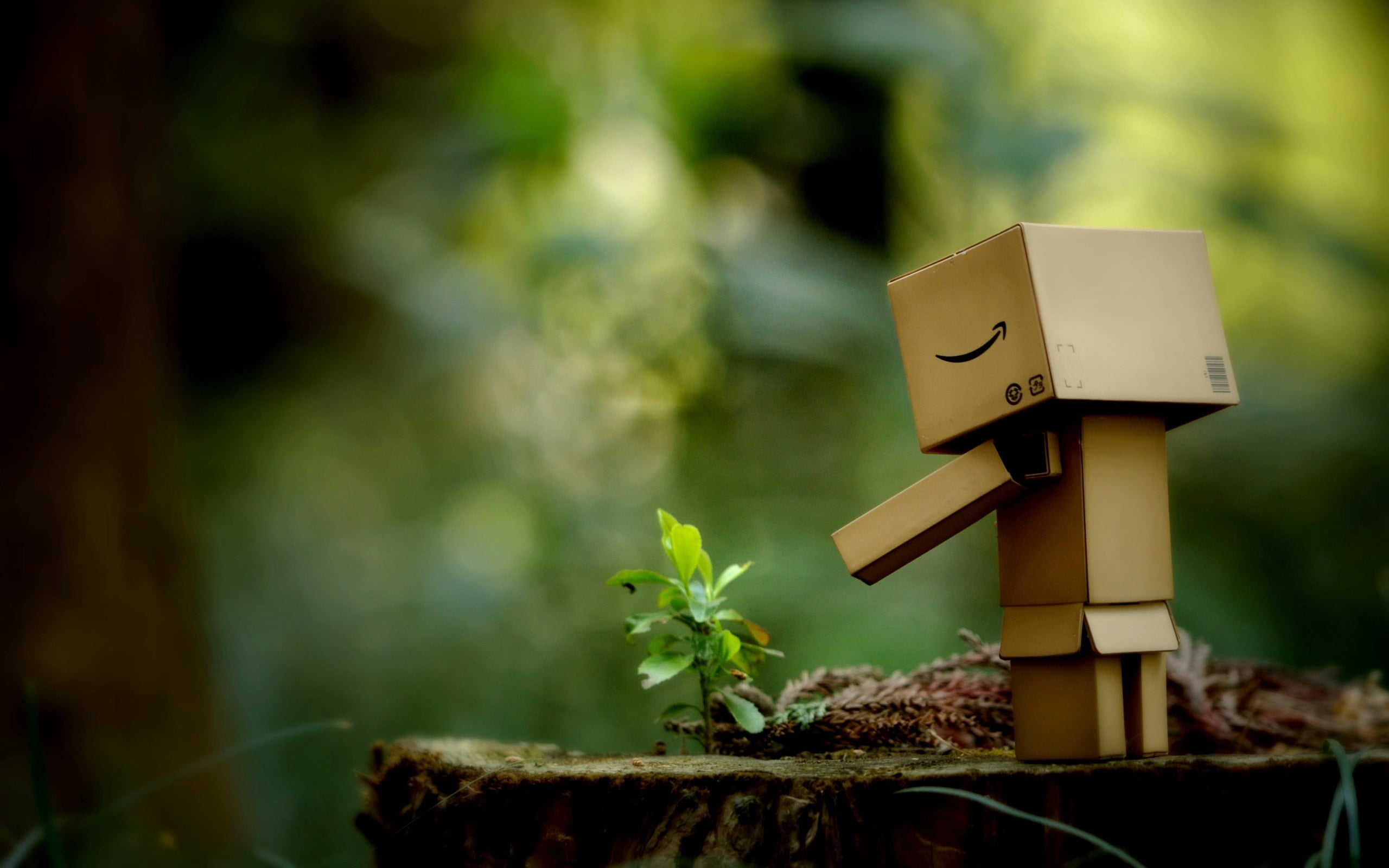 wood - Material, nature, selective focus, plant part, box, walk, focus on foreground, creativity, land, sunlight, growth, electric lamp, plant, outdoors, HD Wallpaper