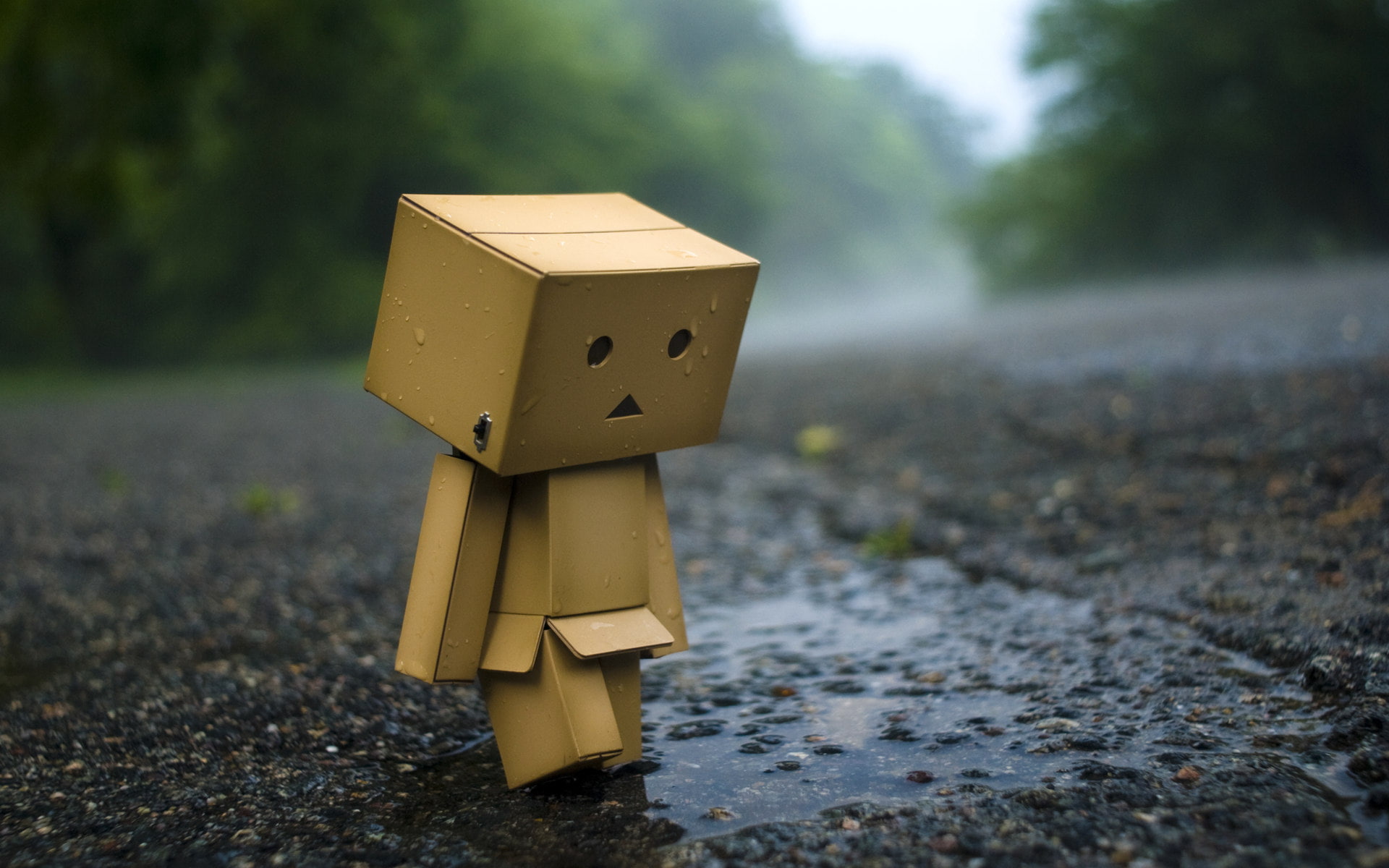 1080P, mood, box, rain, man, puddle, danboard, danbo, asphalt, HD Wallpaper