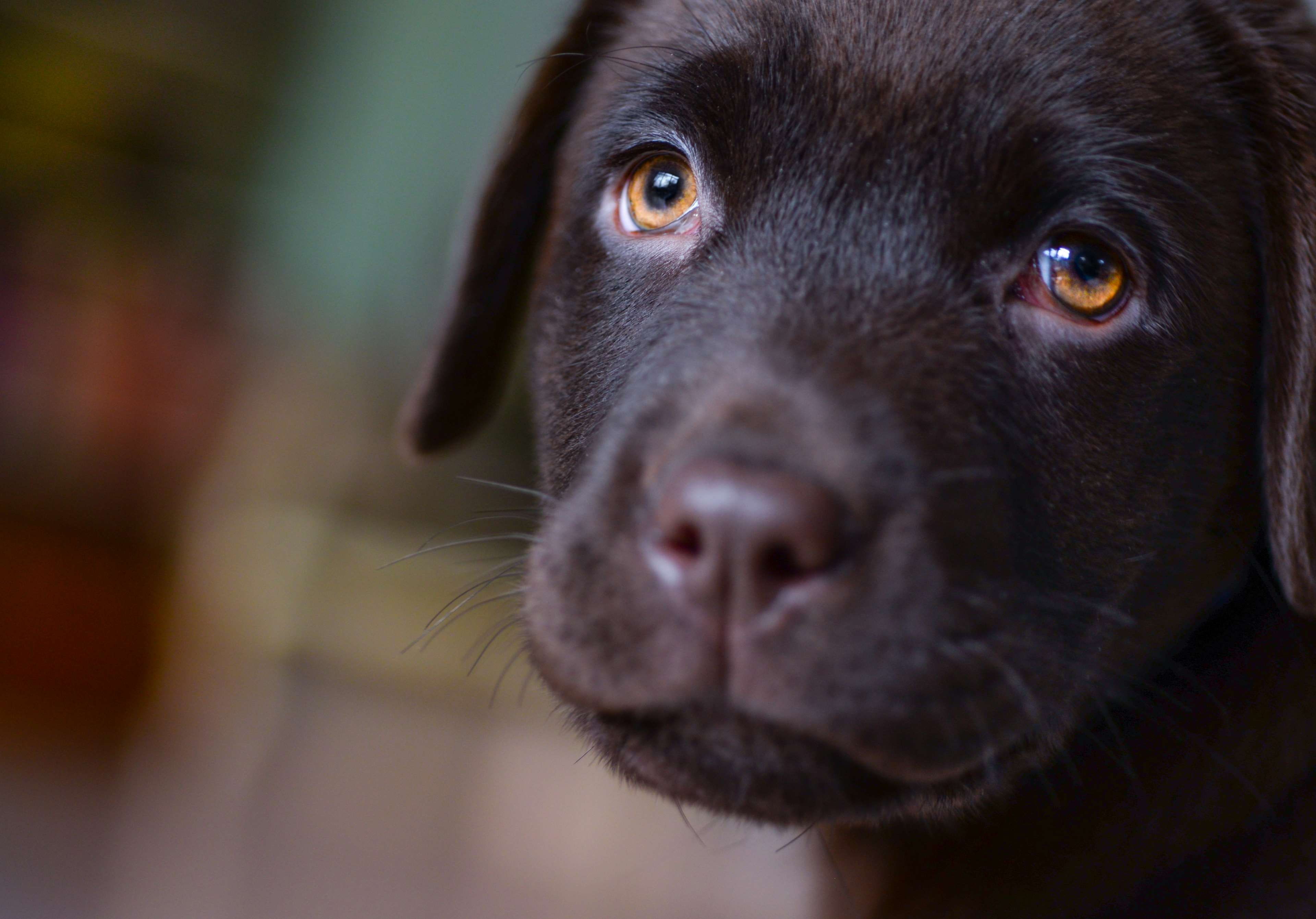 pet, whisker, labrador retriever, little, animal, eye, friendship, mammal, snout, love, labrador, head, focus on foreground, animal body part, animal head, HD Wallpaper