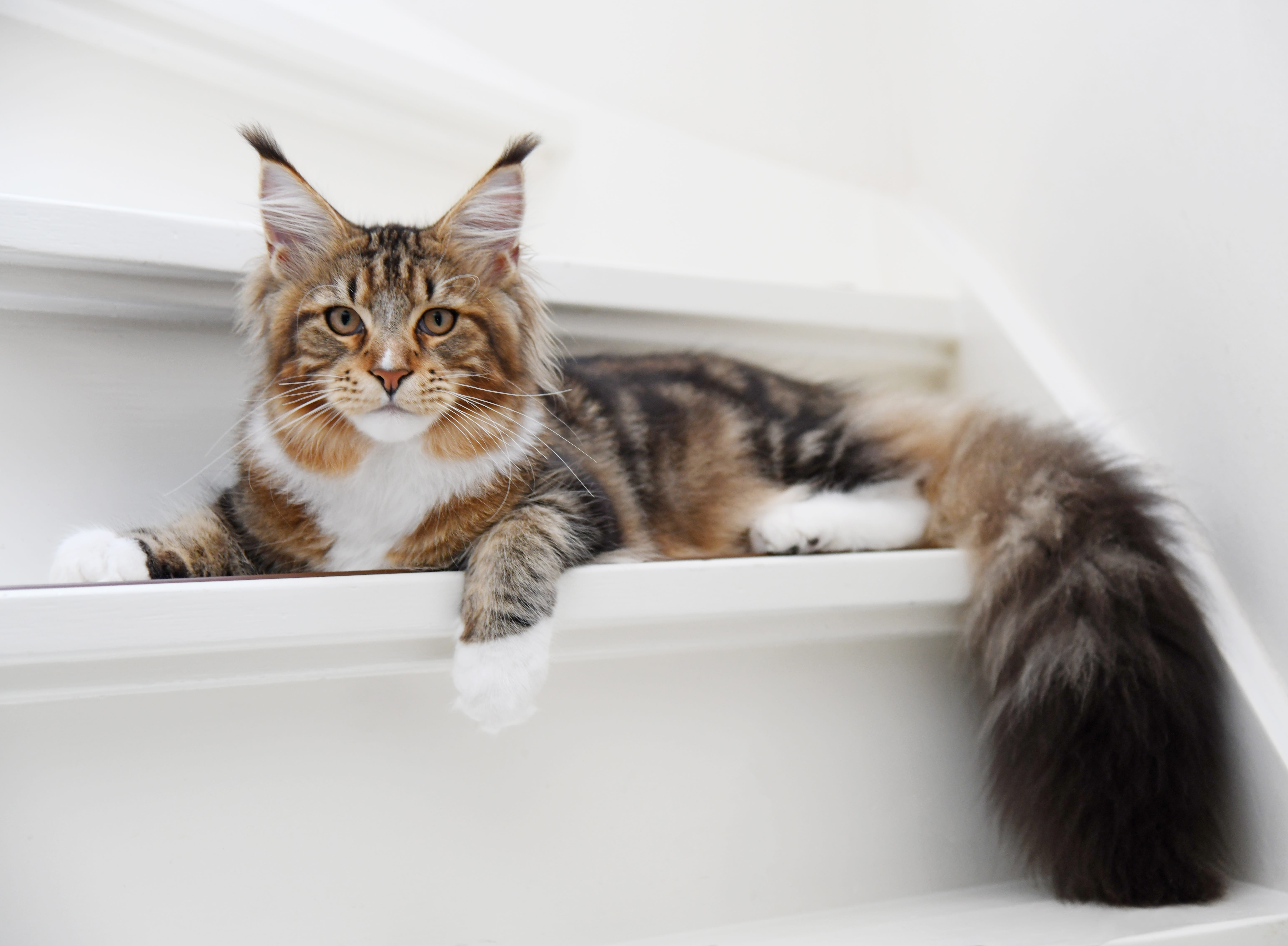 bathroom, domestic animals, sweet, looking at camera, no people, animal themes, domestic, 5K, bathtub, indoors, whisker, sitting, portrait, tabby, vertebrate, HD Wallpaper