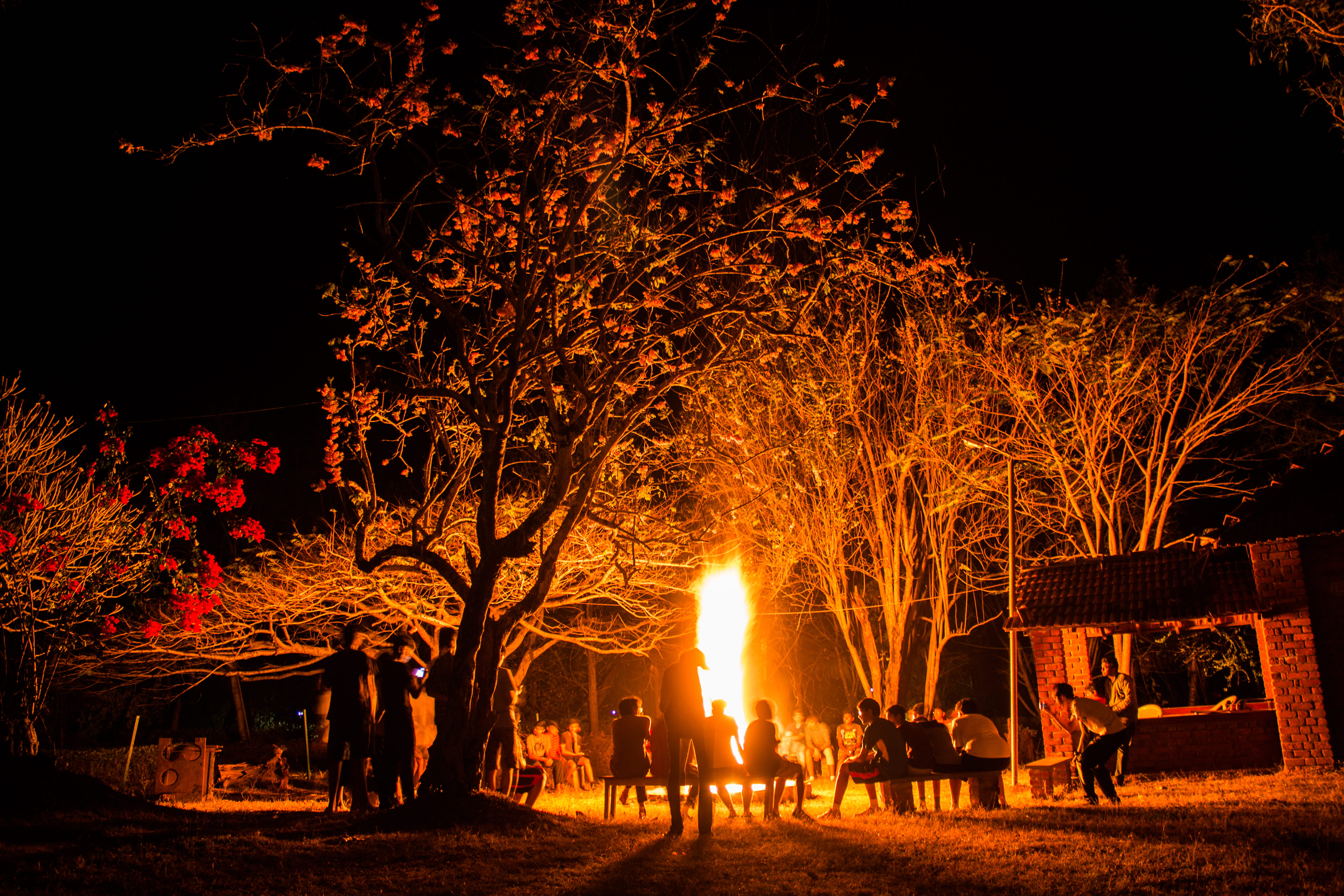 tree, team, celebration, india, heat - temperature, kids, boys, fire, burning, motion, outdoors, nilgiris, forest, 5K, campfire, mudumalai, men, trees, HD Wallpaper