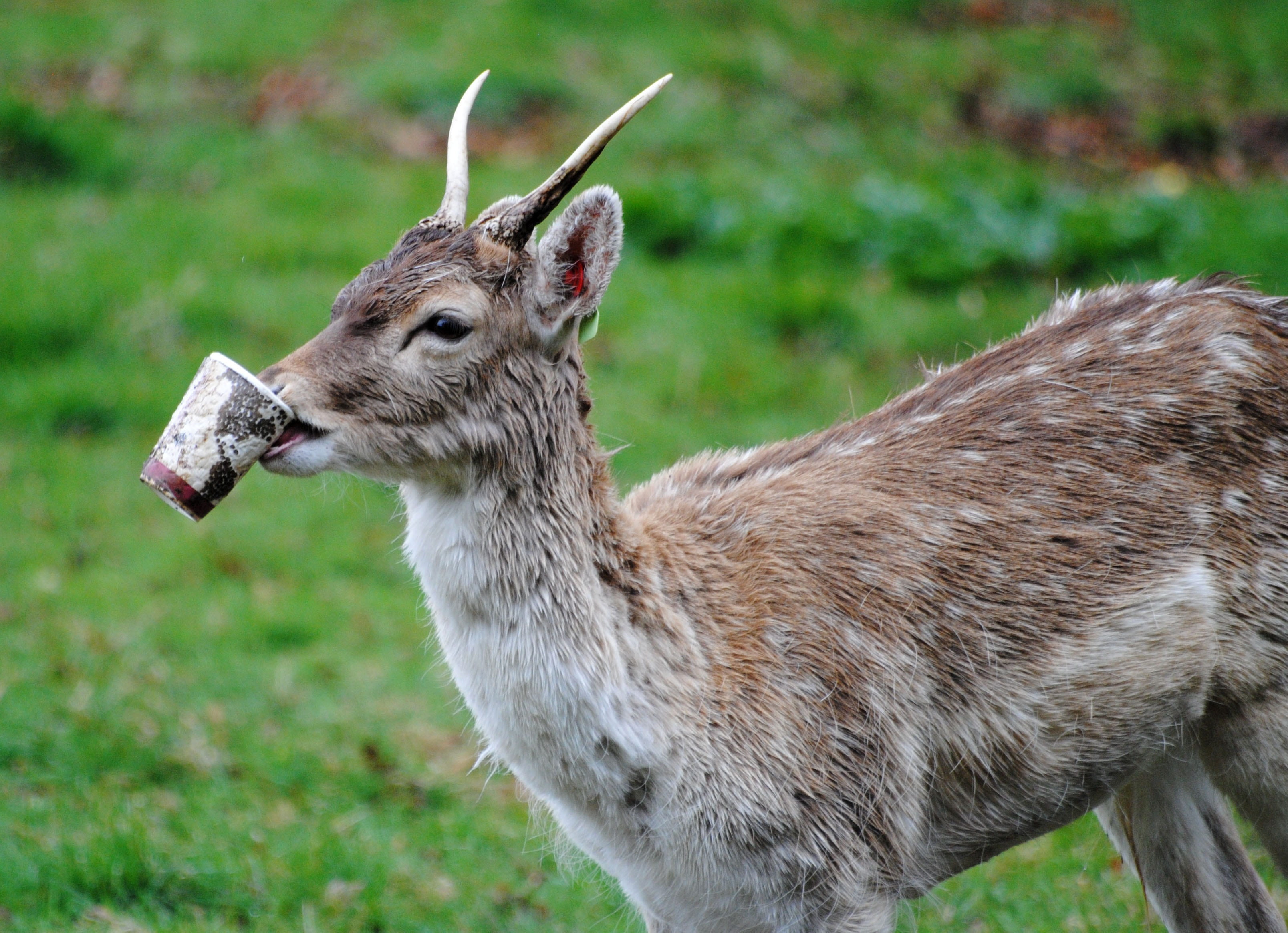 brown, standing, land, herbivorous, animals in the wild, grey, 2K, polution, starbucks, cup, focus on foreground, side view, bitting, day, animal wildlife, HD Wallpaper