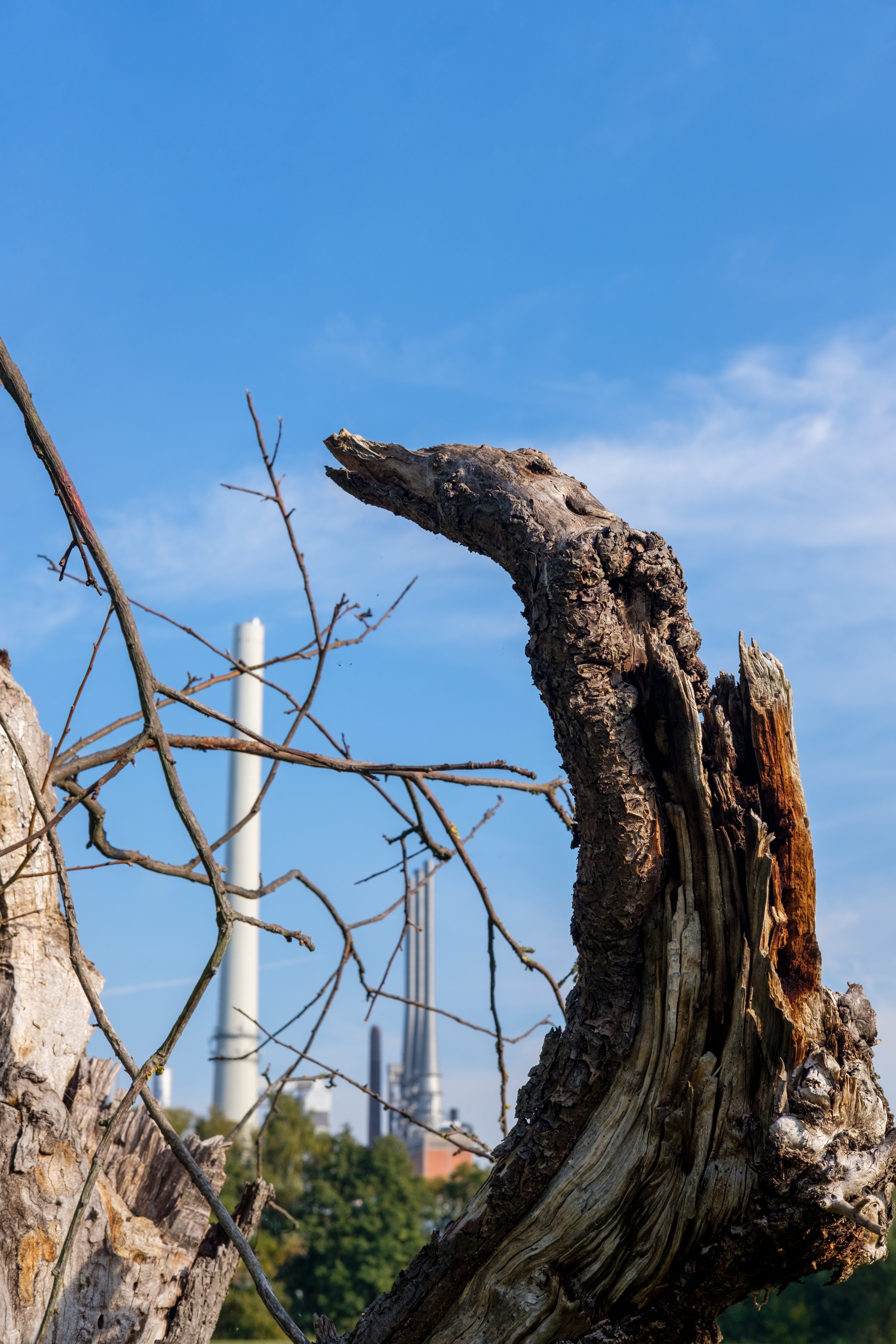 focus on foreground, sky, nature, animal themes, textured, animal wildlife, day, plant, tree, pollution, industry, vertebrate, branch, blue, influence, Phone HD Wallpaper