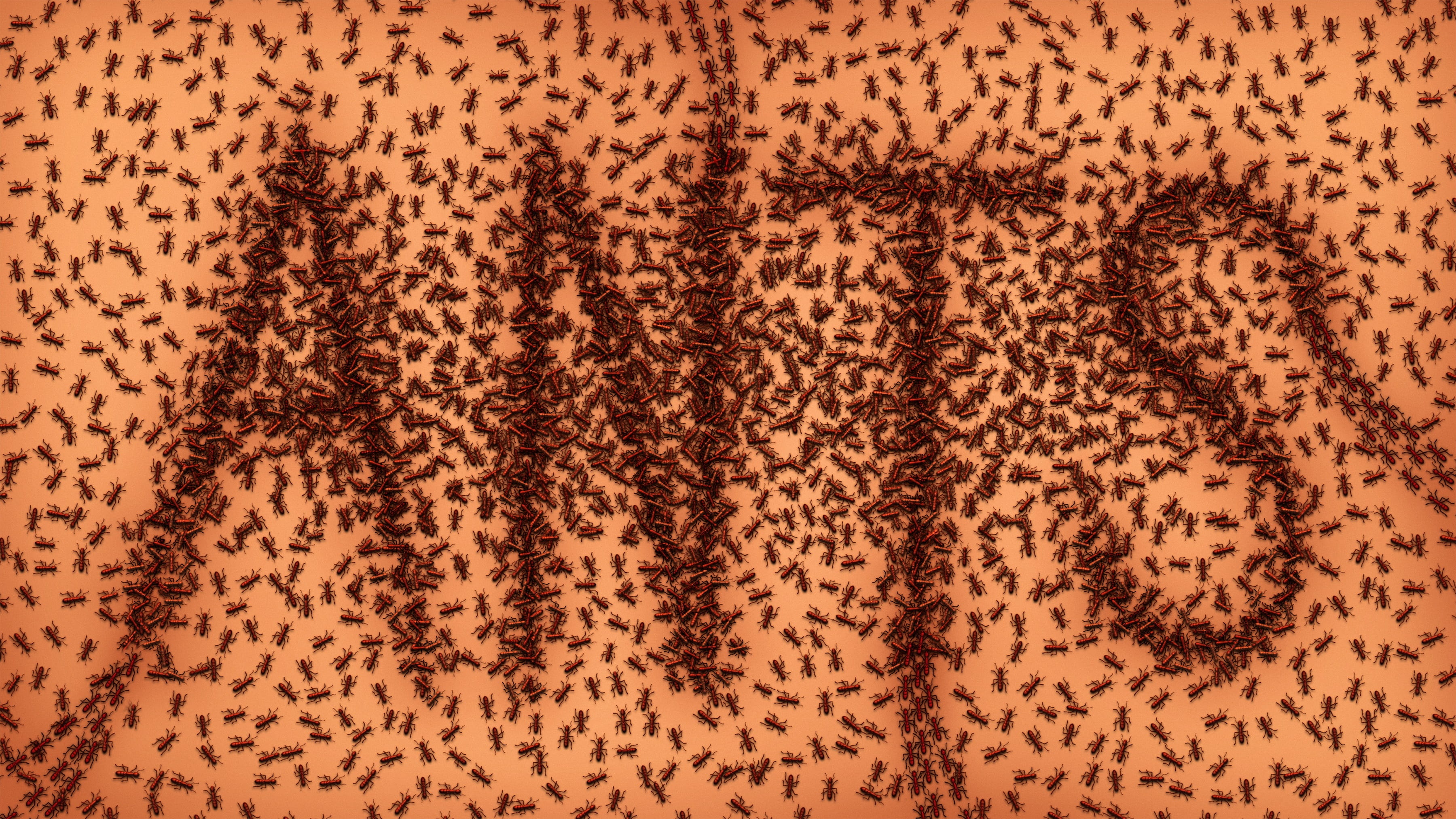 crawling, small, industry, bugs, following, brown, group, infestation, title, organization, abundance, close-up, domestic animals, backgrounds, directly above, HD Wallpaper
