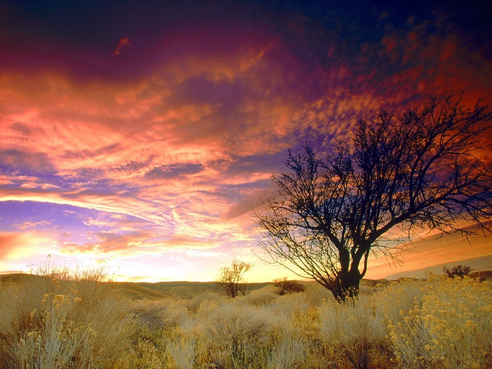 sol, puesta, nubes, arbol, 720P, naturaleza, contra, HD Wallpaper