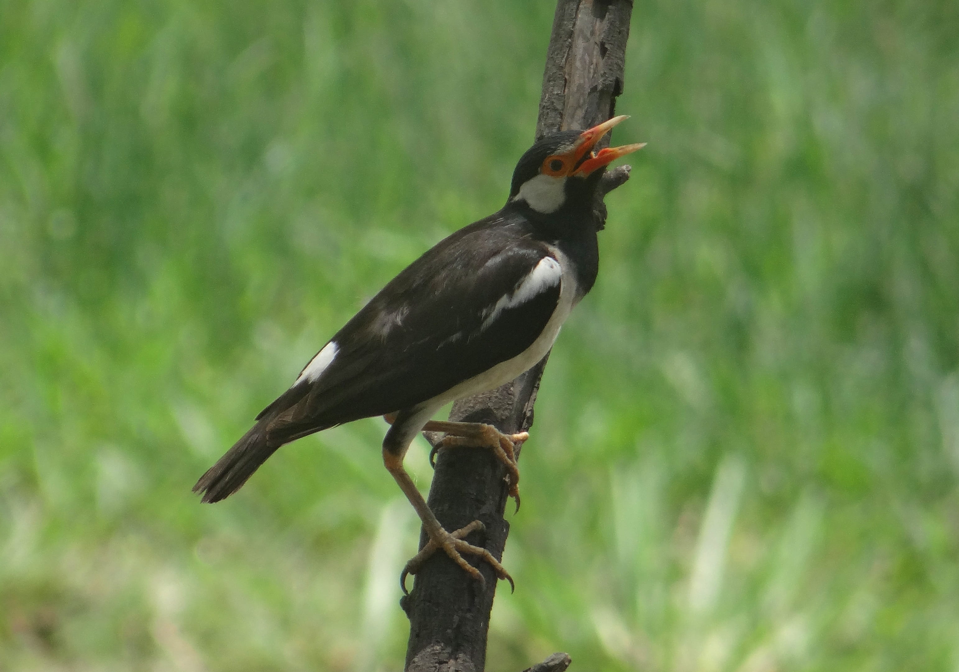 nature, perching, gracupica contra, vertebrate, india, animals in the wild, bharatpur, outdoors, tree, close-up, branch, animal, focus on foreground, black color, HD Wallpaper