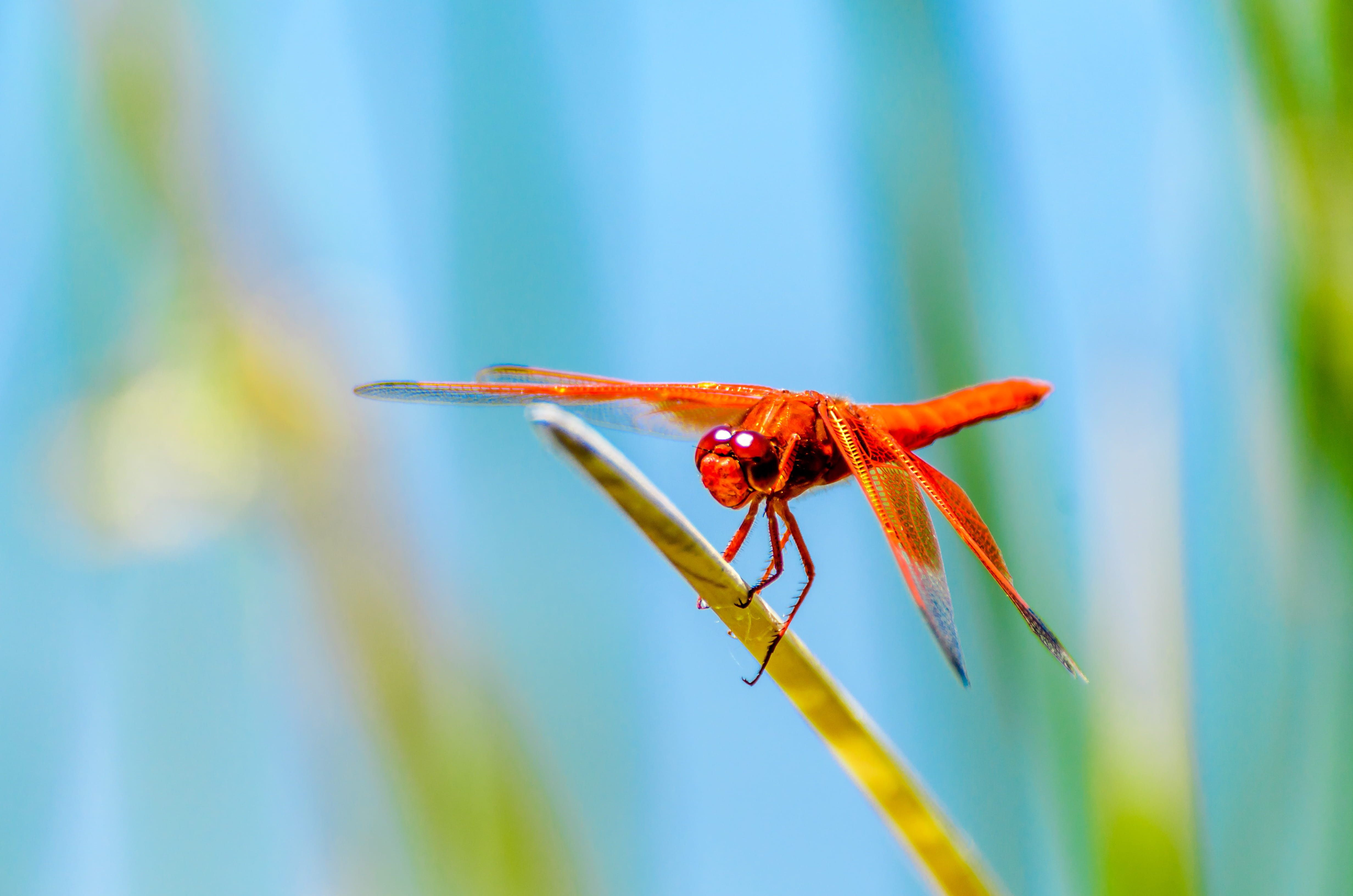 selective, focus on foreground, no people, wood, red, animal, blossom, day, flower, dragonfly, photography, purple, one animal, insect, animal themes, outdoors, HD Wallpaper