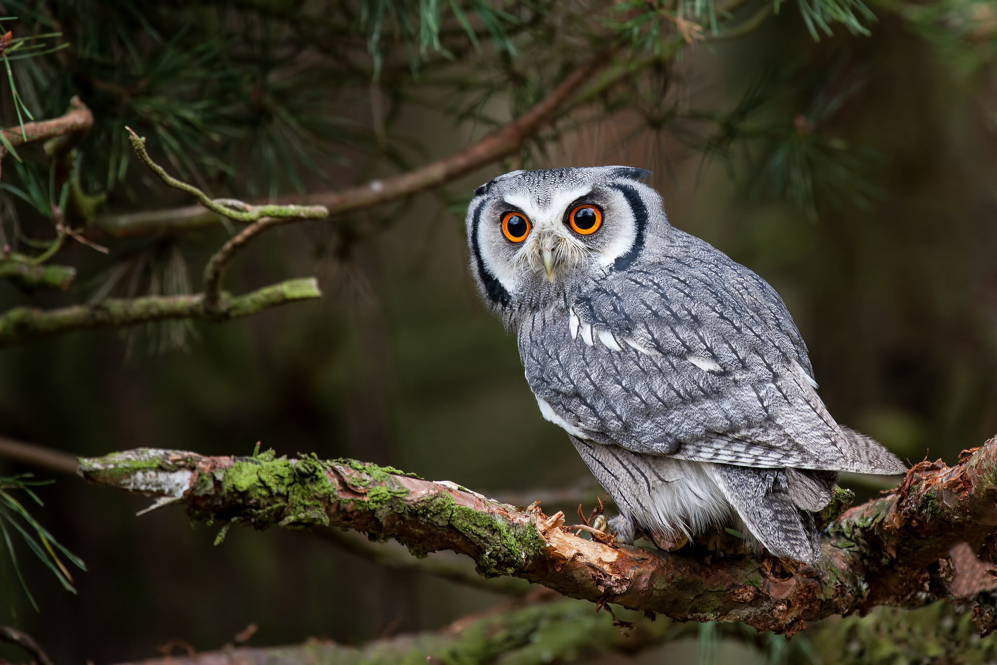 white-faced shovel, animal Wing, forest, portrait, bird of Prey, plant, one Animal, looking, brown, outdoors, 1080P, animal themes, owl, feather, cute, HD Wallpaper