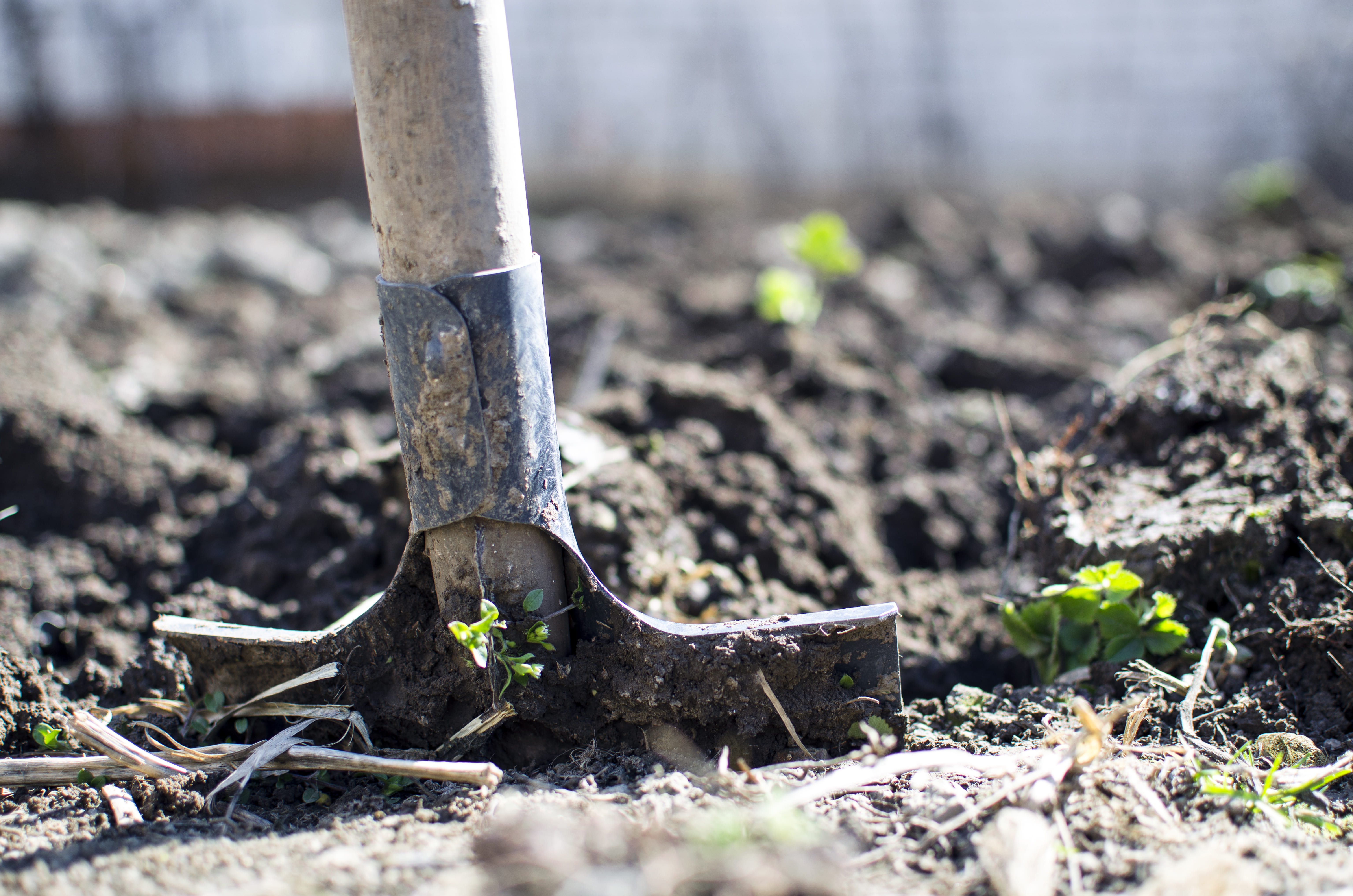 macro, planting, harvest, dirty, beginnings, organic, day, shovel, agriculture, soil, growth, focus, mud, selective focus, blur, new life, gardening, plant, HD Wallpaper