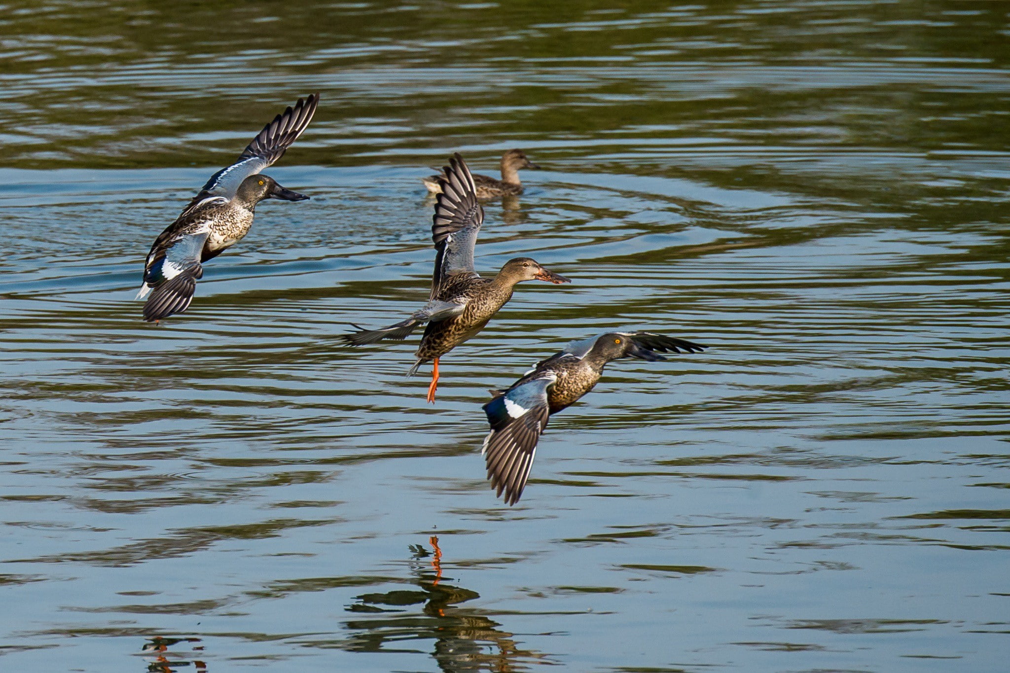 san joaquin, CA, 1080P, nothern shovelers, shovelers, landing, refuge, northern, wildlife, HD Wallpaper