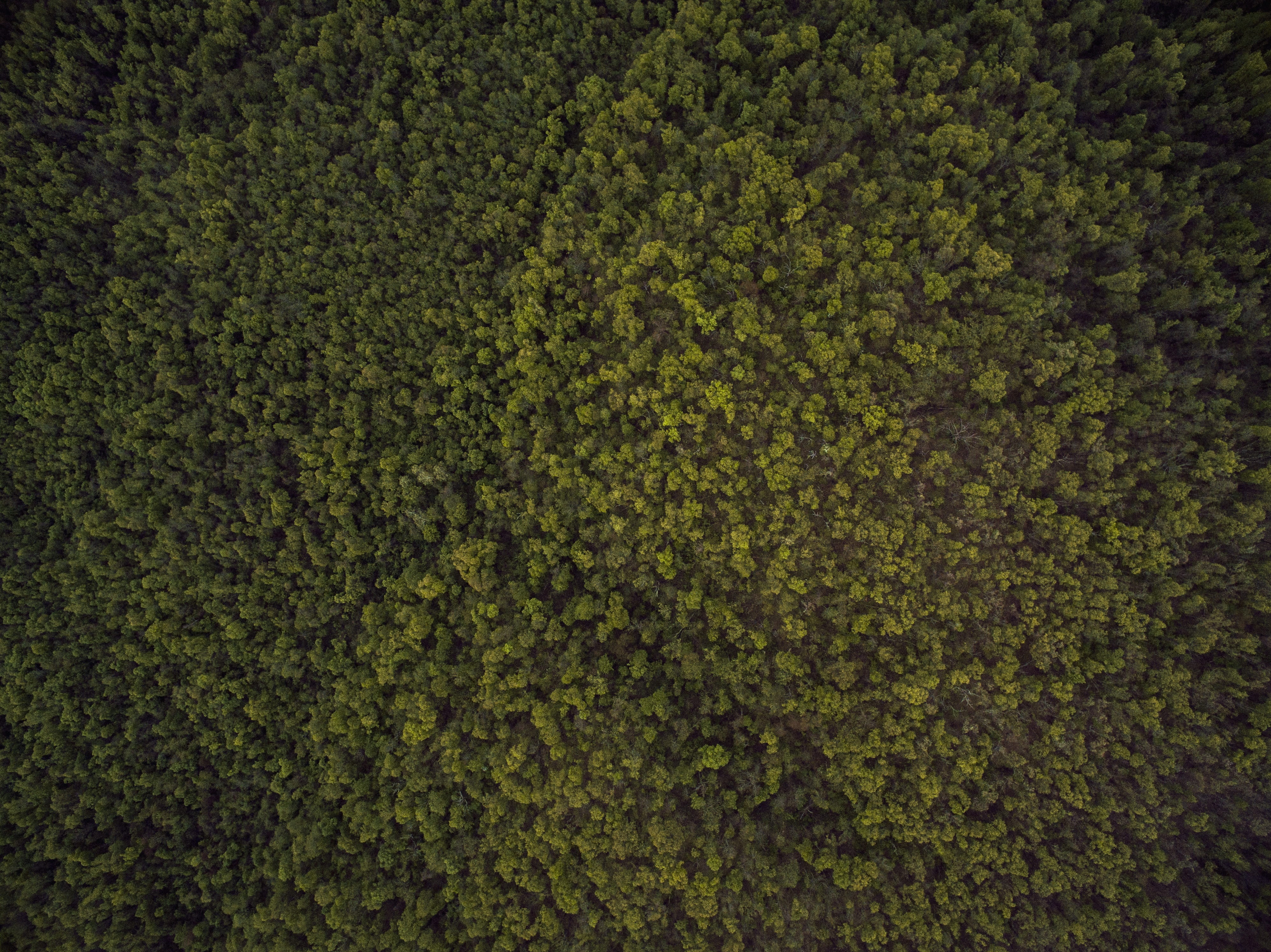 4K, perspective, agriculture, backgrounds, landscape, green, explore, sky, trees, lake, climb, fitness, photo, areal, turf, photography, aerial, spa, green color, HD Wallpaper