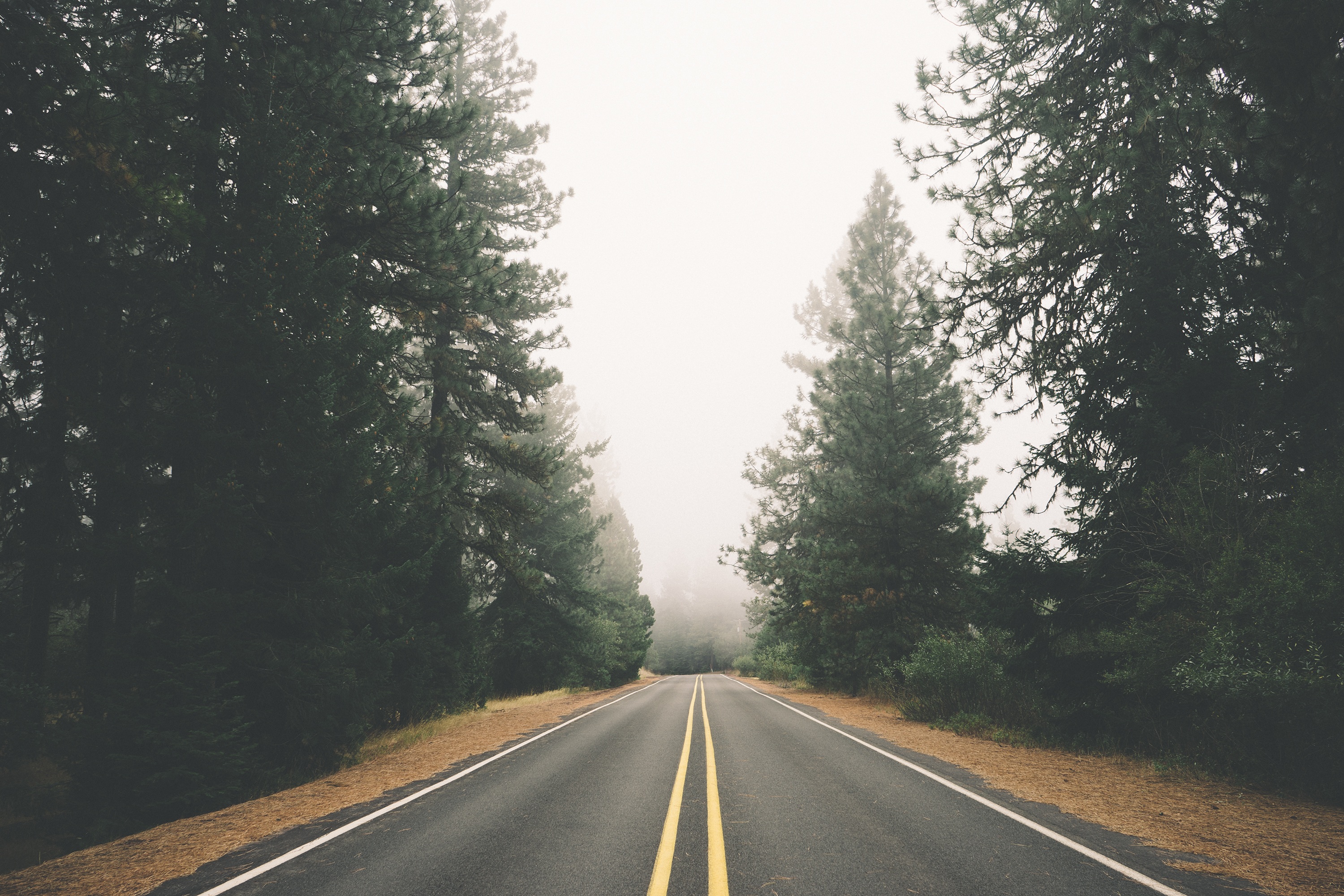 the way forward, ride, tree, pine, highway, route, dividing line, day, path, drive, country, trip, nature, tranquility, asphalt, journey, street, way, road, HD Wallpaper