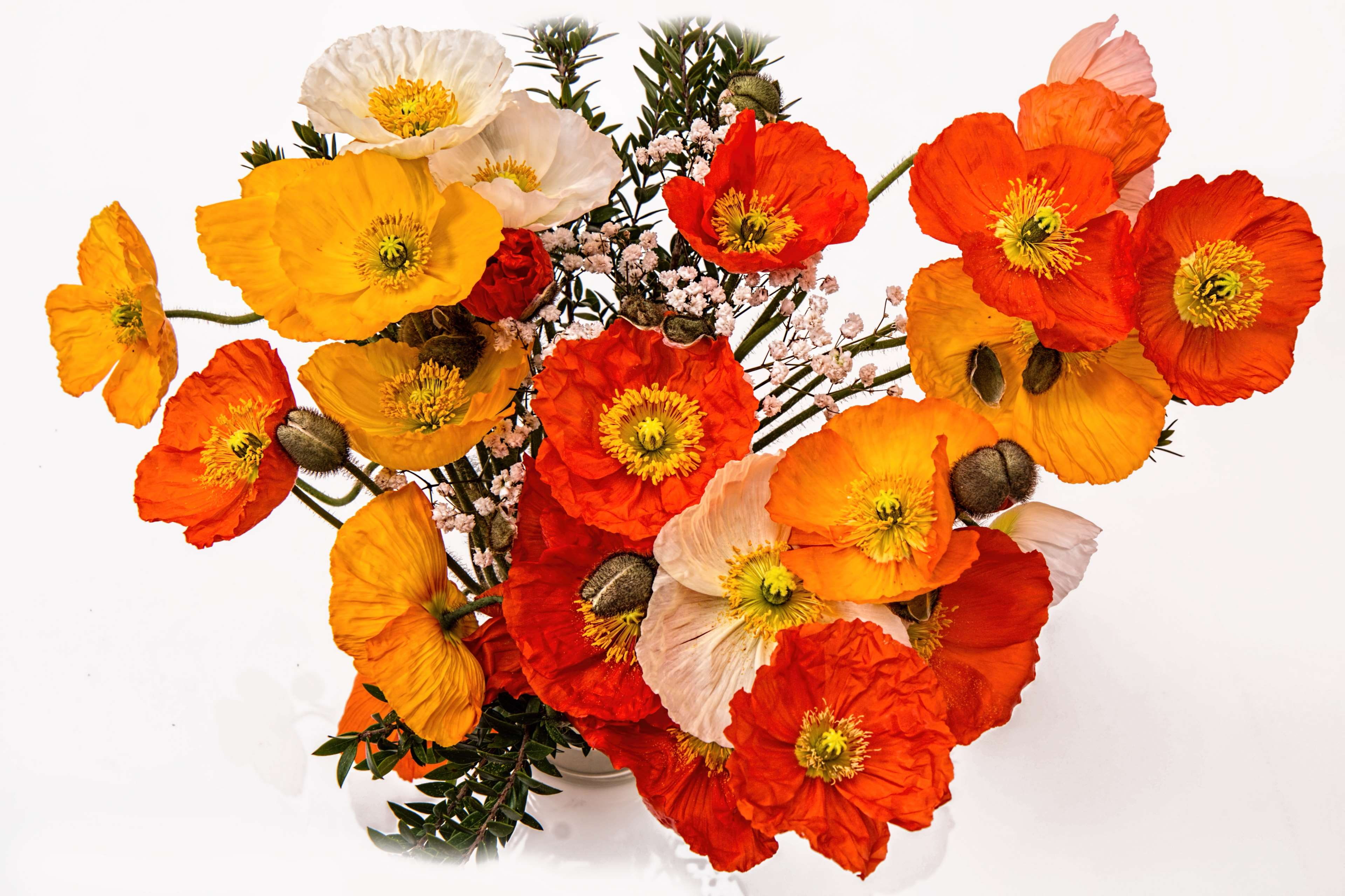 multi colored, colorful, happy, cheerful, vulnerability, orange color, joy, close-up, bouquet, fresh, 4K, orange, freshness, spring, flower head, summer, HD Wallpaper