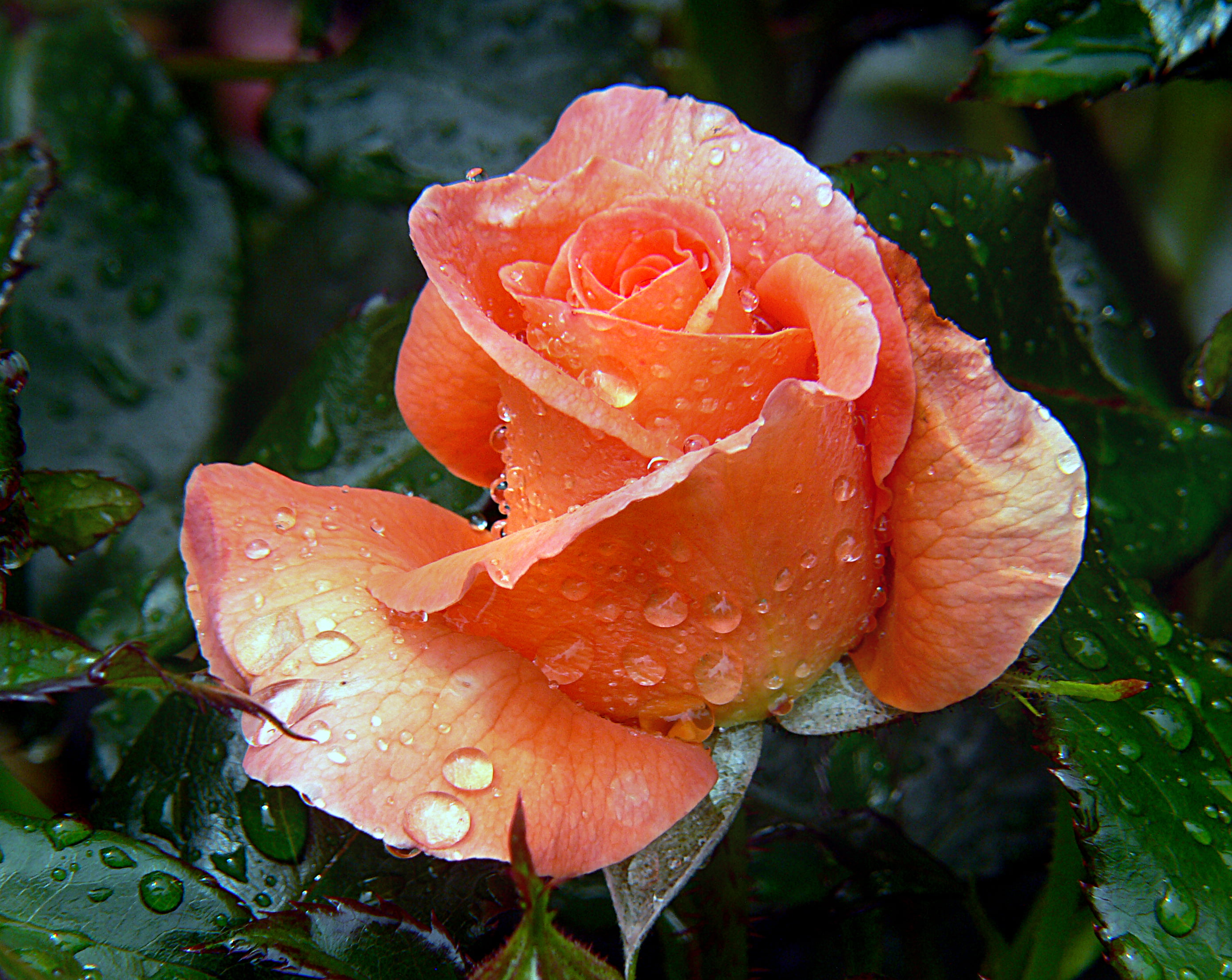 Bridge, cameras, rose, Blooms, 2K, leaf, plant, dewdrops, flower, petal, close-up, CC0, nature, beauty In Nature, Dedication, orange, Public Domain, roses, HD Wallpaper