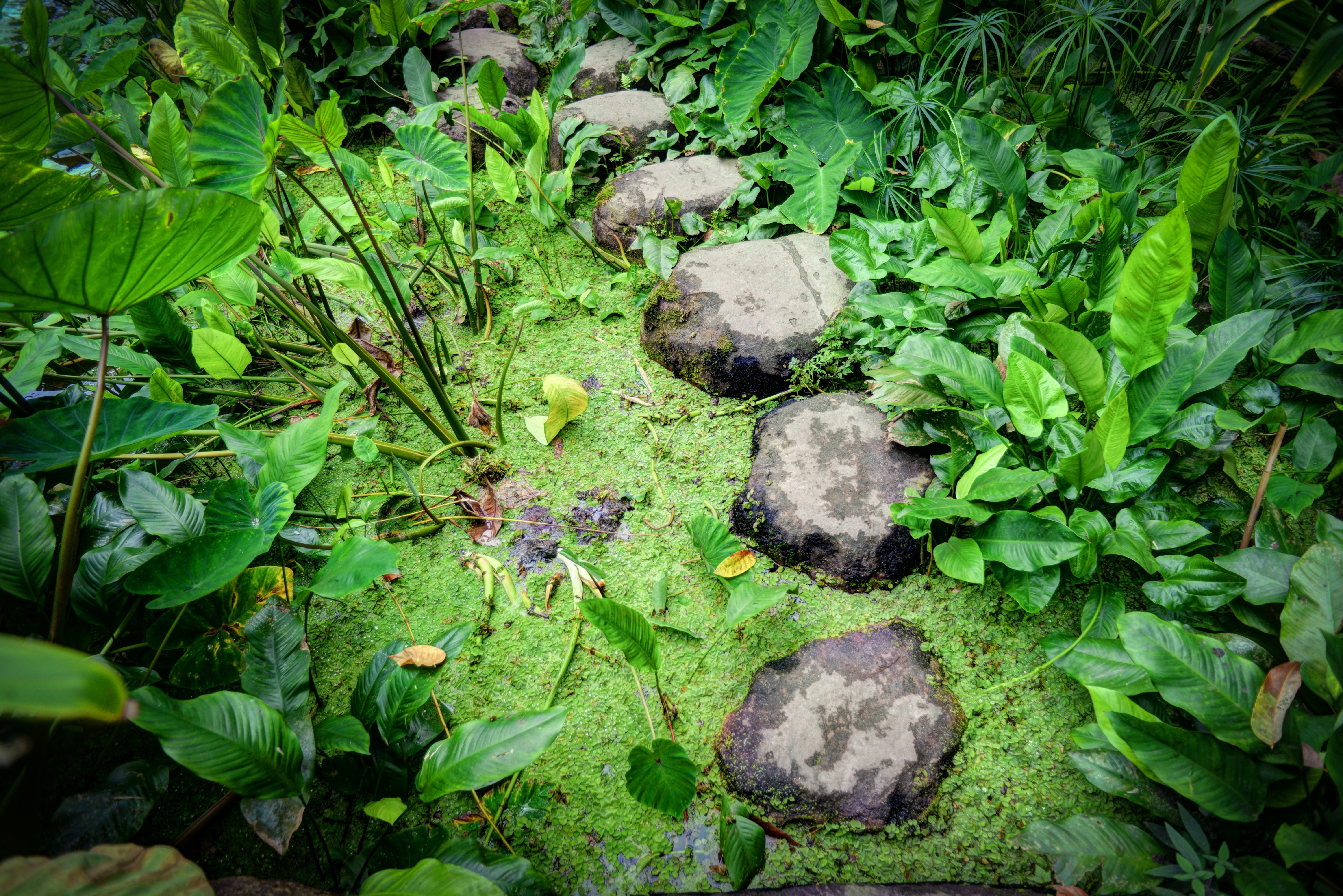 water, 5K, tranquility, step, high angle view, day, solid, business, beside, nature, rock, plants, path, natural, outdoor, leaf, stones, stone, pond, outdoors, HD Wallpaper