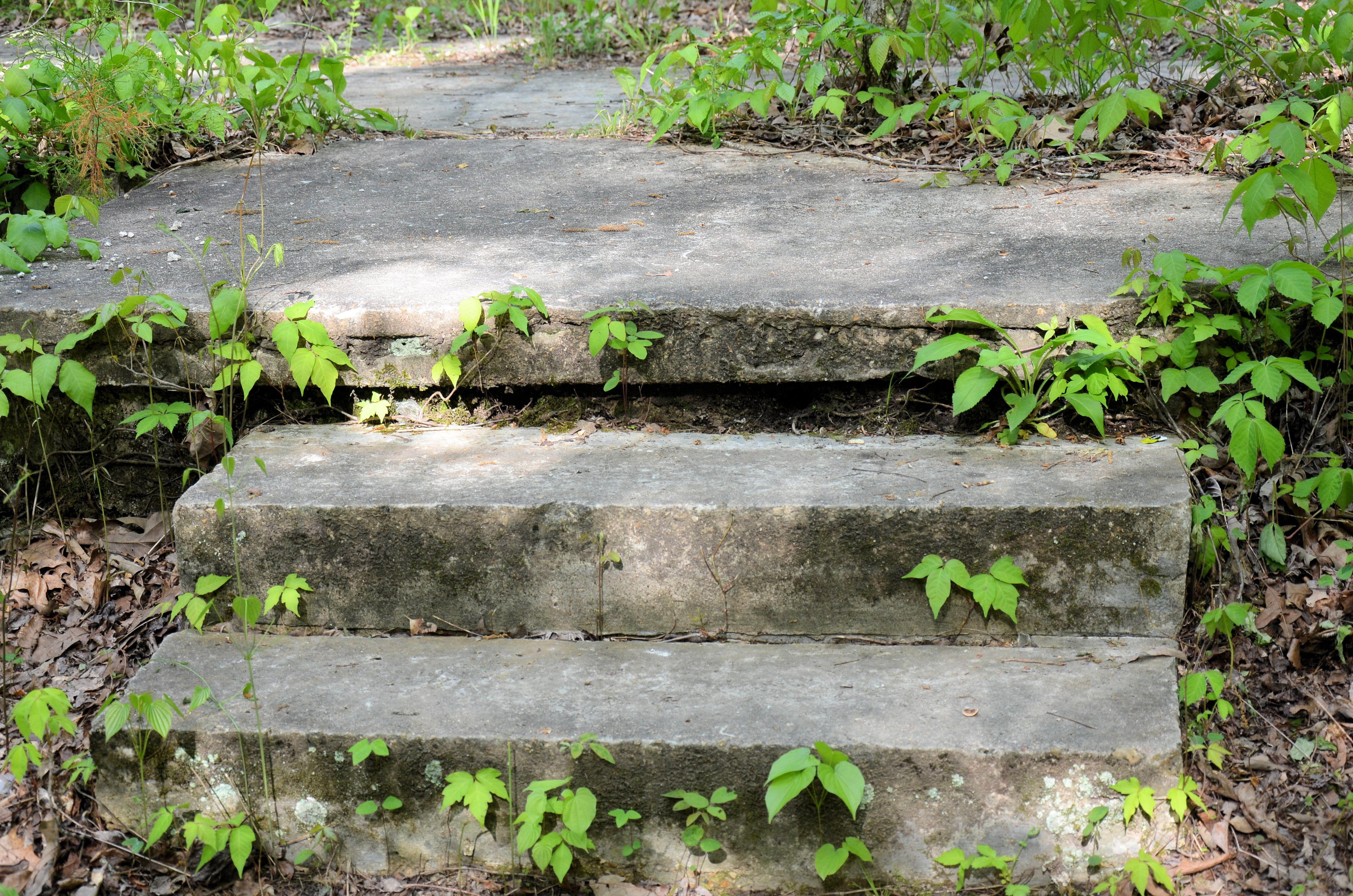 close-up, growth, dirt, day, field, beauty in nature, no people, summer, Nature, architecture, land, leaf, stepping stones, travel, outdoors, healthy, environment, HD Wallpaper