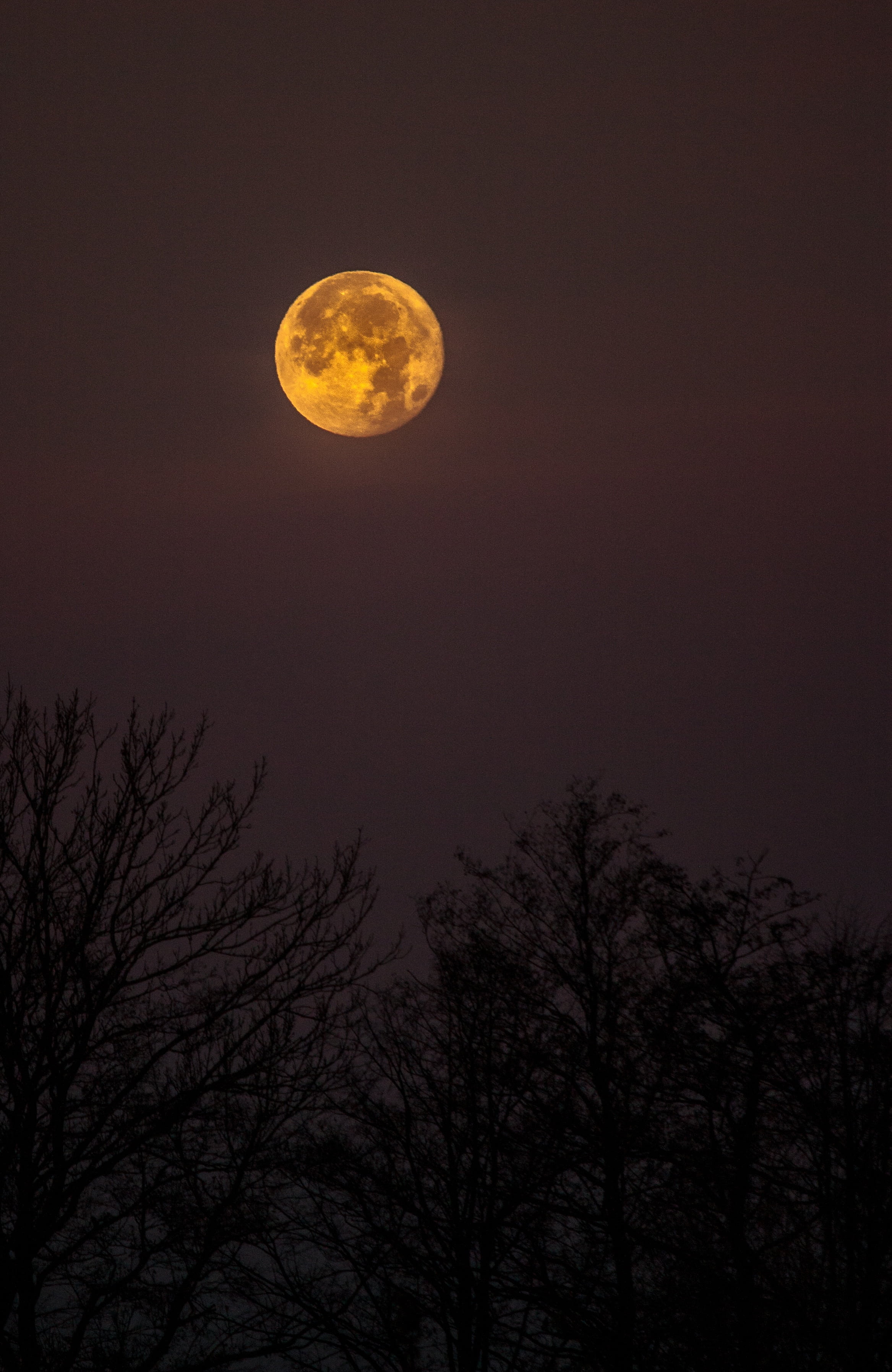scenics - nature, full, tranquil scene, moon, outdoors, nighttime, circle, astronomy, tree, moonlight, low angle view, silhouette, plant, full moon, shape, Phone HD Wallpaper