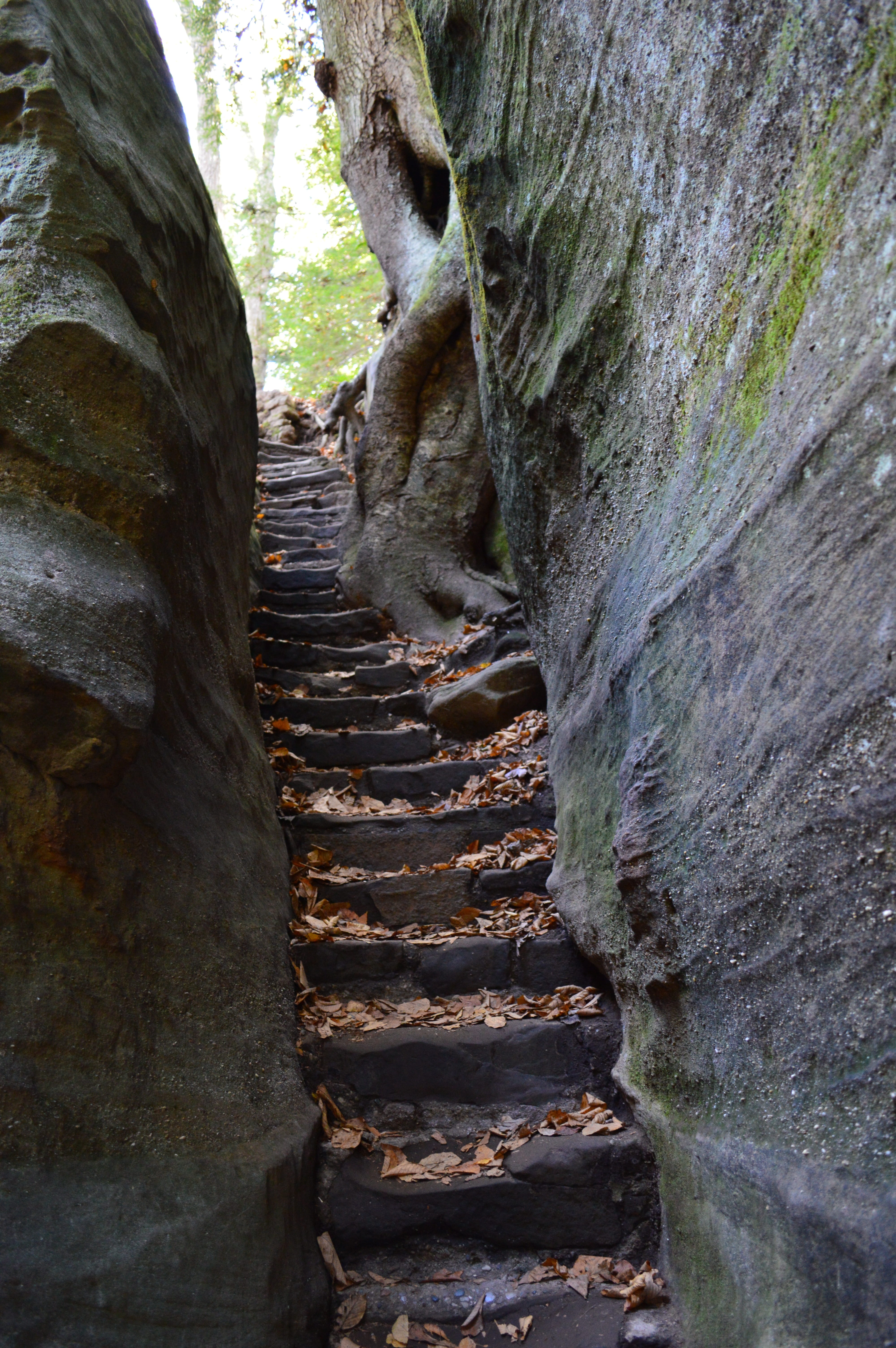 tree, Nature, hocking hills, hike, moss, textured, forest, trunk, stone steps, 5K, staircase, solid, hiking, adventure, growth, trail, outdoors, hiking trail, Phone HD Wallpaper