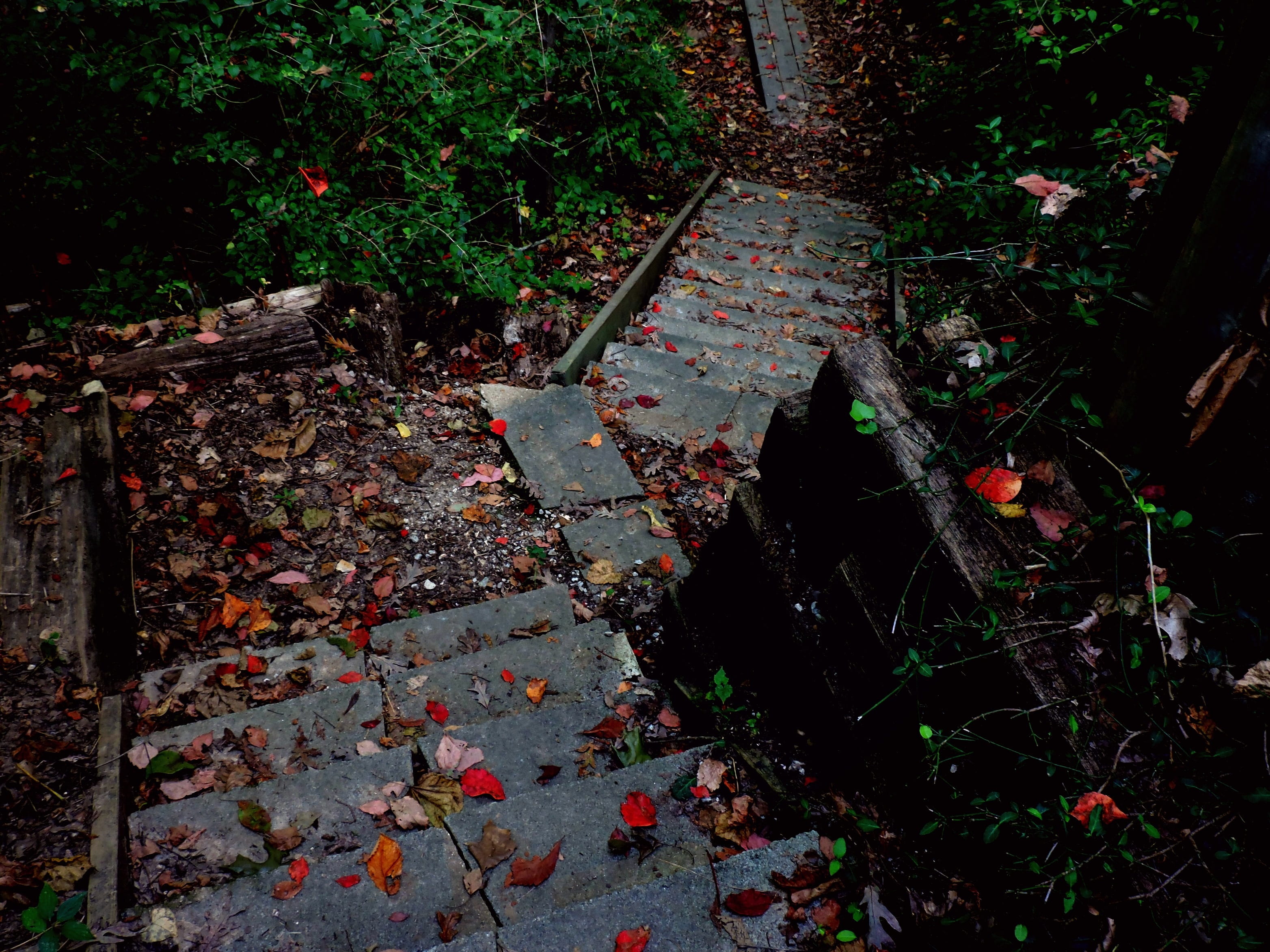 Autumn, outdoors, outdoor, tree, footpath, step, land, stairway, forest, architecture, walkway, night, green, tranquility, dirty, Path, leaf, change, direction, HD Wallpaper